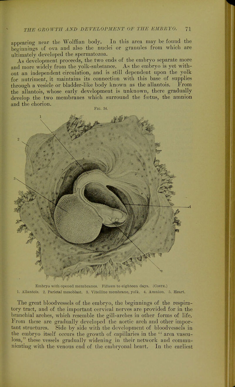 appearing near the Wolffian body. In this area may be found the beginnings of ova and also the nuclei or granules from which are ultimately developed the spermatozoa. As development proceeds, the two ends of the embryo separate more and more widely from the yolk-substance. As the embryo is yet with- out an independent circulation, and is still dependent upon the yolk for nutriment, it maintains its connection with this base of supplies through a vesicle or bladder-like body known as the allantois. From the allantois, whose early development is unknown, there gradually develop the two membranes which surround the fcetus, the amnion and the chorion. Fig. 34. Embryo with opened membranes. Fifteen to eighteen days. (Coste.) 1. Allantois. 2. Parietal mesoblast. 3. Vitelline membrane, yolk. 4. Amnion. 5. Heart. The great bloodvessels of the embryo, the beginnings of the respira- tory tract, and of the important cervical nerves are provided for in the branchial arches, which resemble the gill-arches in other forms of life. From these are gradually developed the aortic arch and other impor- tant structures. Side by side with the development of bloodvessels in the embryo itself occurs the growth of capillaries in the  area vascu- losa, these vessels gradually widening in their network and commu- nicating with the venous end of the embryonal heart. In the earliest