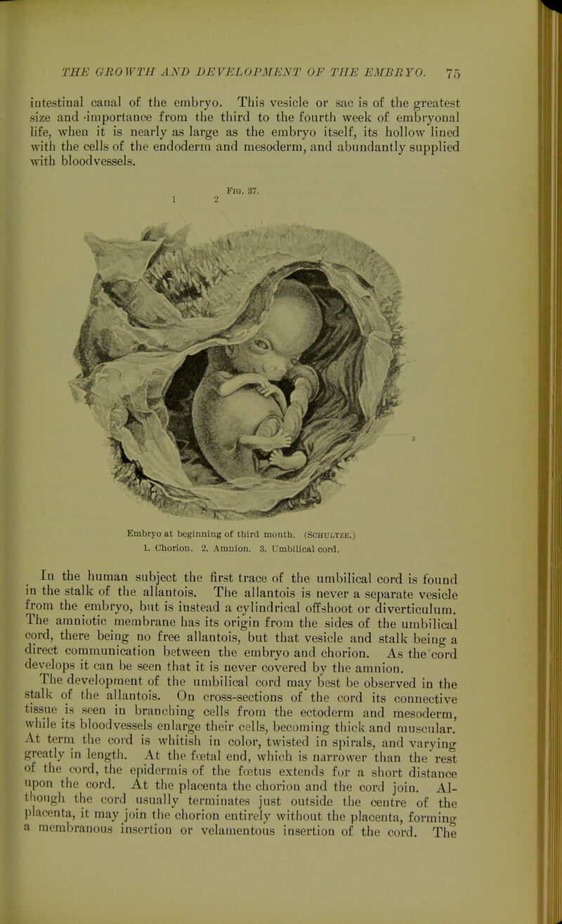 iatestinal canal of the embryo. This vesicle or sac is of the greatest size and -importance from the third to the fourth week of embryonal life, when it is nearly as large as the embryo itself, its hollow lined with the cells of the endoderm and mesoderm, and abundantly supplied with bloodvessels. Fig. 37. 1 2 Embryo at beginning of third month. (Schultze.) 1. Chorion. 2. Amnion. 3. Umbilical cord. In the human subject the first trace of the umbilical cord is found in the stalk of the allantois. The allantois is never a separate vesicle from the embryo, but is instead a cylindrical ofEshoot or diverticulum. The amniotic membrane has its origin from the sides of the umbilical cord, there being no free allantois, but that vesicle and stalk being a direct communication between the embryo and chorion. As the cord develops it can be seen that it is never covered by the amnion. The development of the umbilical cord may best be observed in the stalk of the allantois. On cross-sections of the cord its connective tissue is seen in branching cells from the ectoderm and mesoderm, while its bloodvessels enlarge their cells, becoming thick and muscular.' At term the cord is whitish in color, twisted in spirals, and varyino- greatly in length. At the foetal end, which is narrower than the rest of the cord, the epidermis of the foetus extends for a short distance upon the cord. At the placenta the chorion and the cord join. Al- though the cord usually terminates just outside the centre of the placenta, it may join the chorion entirely without the placenta, forming a membranous insertion or velamentous insertion of the cord. The