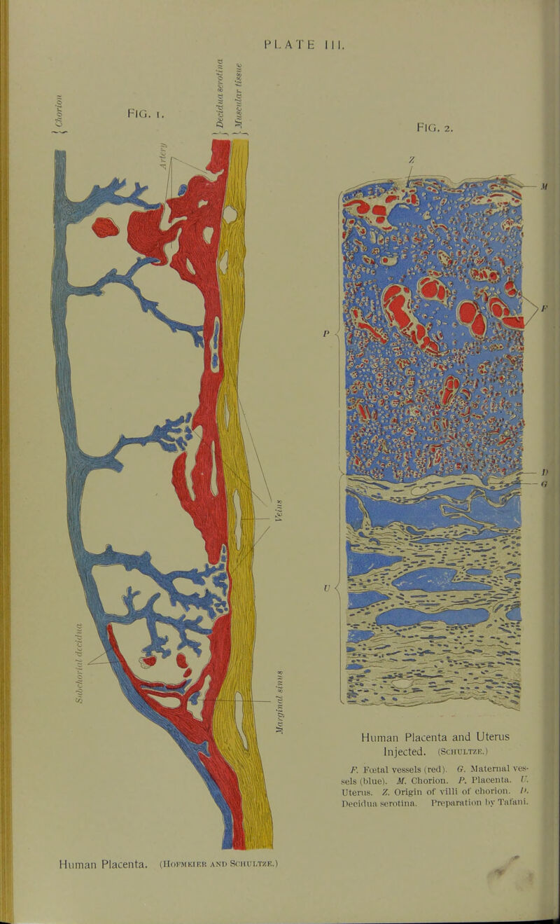 P I. A T E Human Placenta. (Hoi-mkier anh Schui.tze.)