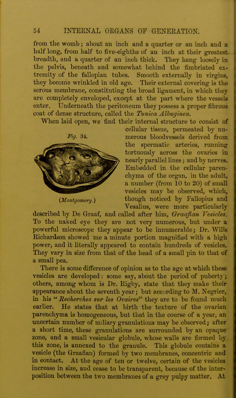 from the womb; about an inch and a quarter or an inch and a half long, from half to five-eighths of an inch at their greatest breadth, aud a quarter of an inch thick. They hang loosely in the pelvis, beneath and somewhat behind the fimbriated ex- tremity of the fallopian tubes. Smooth externally in virgins, they become wrinkled in old age. Their external covering is the serous membrane, constituting the broad ligament, in which they are completely enveloped, except at the part where the vessels enter. Underneath the peritoneum they possess a proper fibrous coat of dense structure, called the Tunica Albuginea. When laid open, we find their internal structure to consist of cellular tissue, permeated by nu- Fig- 34. merous bloodvessels derived from the spermatic arteries, running tortuously across the ovaries in nearly parallel lines; and by nerves. Embedded in the cellular paren- chyma of the organ, in the adult, a number (from 10 to 20) of small vesicles may be observed, which, {Montgomery.) though noticed by Fallopius and Vesalius, were more particularly described by De Graaf, and called after him, Graafian Vesicles, To the naked eye they are not very numerous, but under a powerful microscope they appear to be innumerable; Dr. Wills Richardson showed me a minute portion magnified with a high power, and it literally appeared to contain hundreds of vesicles. They vary in size from that of the head of a small pin to that of a small pea. There is some difference of opinion as to the age at which these vesicles are developed: some say, about the period of puberty; others, among whom is Dr. Rigby, state that they make their appearance about the seventh year; but according to M. Negrier, in his  Recherches sur les Ovaires they are to be found much earlier. He states that at birth the texture of the ovarian parenchyma is homogeneous, but that in the course of a year, an uncertain number of miliary granulations may be observed; after a short time, these granulations are surrounded by an opaque zone, and a small vesicular globule, whose walls are formed by this zone, is annexed to the granule. This globule contains a vesicle (the Graafian) formed by two membranes, concentric and in contact. At the age of ten or twelve, certain of the vesicles increase in size, and cease to be transparent, because of the inter- position between the two membranes of a grey pulpy matter. At