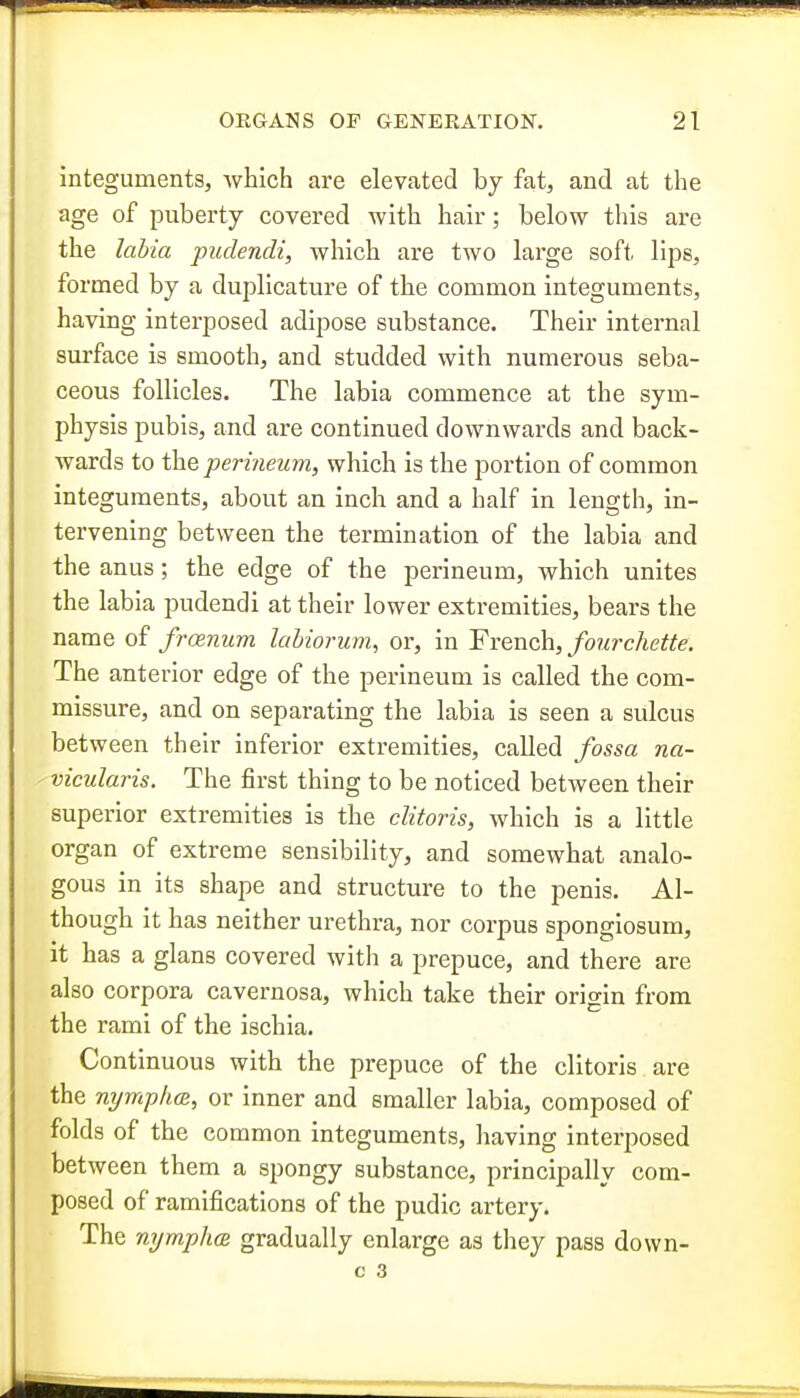 integuments, which are elevated by fat, and at the age of puberty covered with hair; below this are the labia pudendi, which are two large soft lips, formed by a duplicature of the common integuments, having interposed adipose substance. Their internal surface is smooth, and studded with numerous seba- ceous follicles. The labia commence at the sym- physis pubis, and are continued downwards and back- wards to the perineum, which is the portion of common integuments, about an inch and a half in length, in- tervening between the termination of the labia and the anus; the edge of the perineum, which unites the labia pudendi at their lower extremities, bears the name of frcenum lahiorum, or, in French, fourchette. The anterior edge of the perineum is called the com- missure, and on separating the labia is seen a sulcus between their inferior extremities, called fossa na- vicularis. The first thing to be noticed between their superior extremities is the clitoris, which is a little organ of extreme sensibility, and somewhat analo- gous in its shape and structure to the penis. Al- though it has neither urethra, nor corpus spongiosum, it has a glans covered with a prepuce, and there are also corpora cavernosa, which take their origin from the rami of the ischia. Continuous with the prepuce of the clitoris are the nyrriplm, or inner and smaller labia, composed of folds of the common integuments, having interposed between them a spongy substance, principally com- posed of ramifications of the pudic artery. The nymphas gradually enlarge as they pass down-