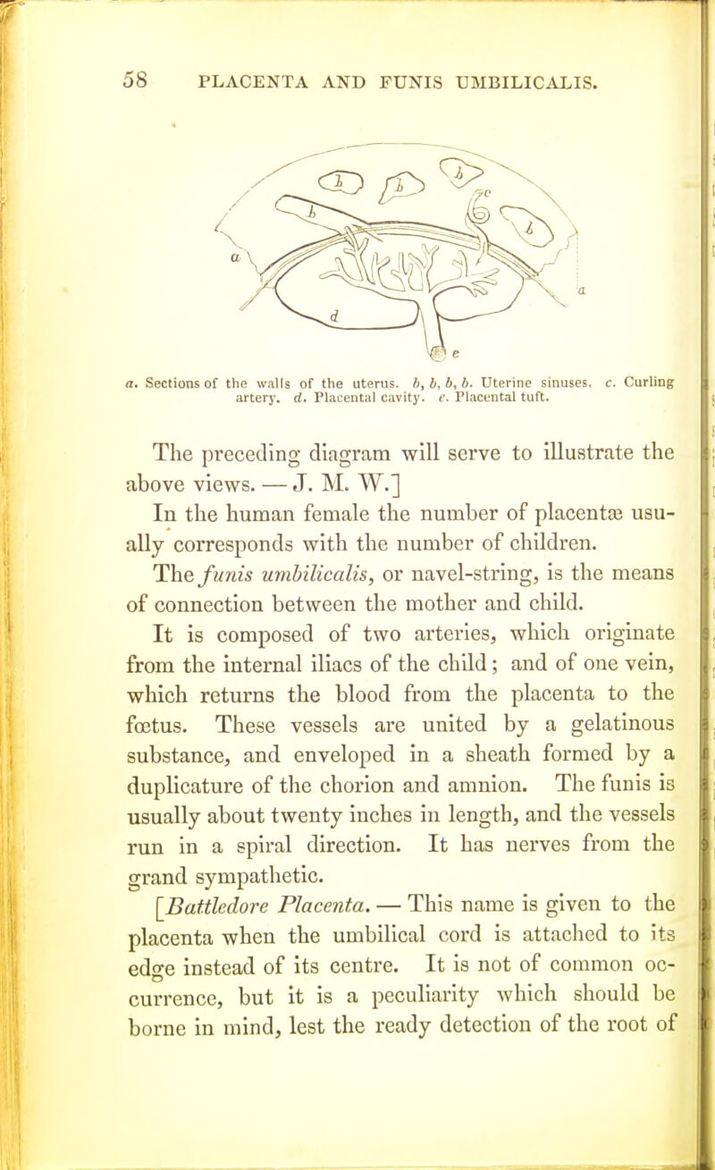 a. Sections of the walls of the uterus, b, b, b, b. Uterine sinuses, c. Curhng artery, d. Placental cavity, c. Placental tuft. The preceding diagram will serve to illustrate the above views. — J. M. W.] In the human female the number of placentae usu- ally corresponds with the number of children. The funis umbilicalis, or navel-string, is the means of connection between the mother and child. It is composed of two arteries, which originate from the internal iliacs of the child; and of one vein, which returns the blood from the placenta to the foetus. These vessels are united by a gelatinous substance, and enveloped in a sheath formed by a duplicature of the chorion and amnion. The funis is usually about twenty inches in length, and the vessels run in a spiral direction. It has nerves from the grand sympathetic. [Battledore Placenta. — This name is given to the placenta when the umbilical cord is attached to its edo-e instead of its centre. It is not of common oc- currence, but it is a peculiarity which should be borne in mind, lest the ready detection of the root of