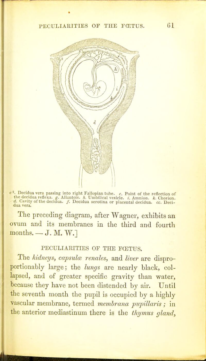 c 2. Decidua vera passing into right Fallopian tube. e. Point of the reflection of tlie decidua reflexa. g. Allantois. A. Umbilical vesicle. Amnion, /c Chorion. d. Cavity of the decidua. /. Decidua serotina or placental decidua. cc. Deci- dua vera. The preceding diagram, after Wagner, exhibits an ovum and its membranes in the third and fourth months. — J. M. W.] PECULIARITIES OF THE FCETUS. The kidneys, capsulm venules, and liver are dispro- portionably large; the lungs are nearly black, col- lapsed, and of greater specific gravity than water, because they have not been distended by air. Until the seventh month the pupil is occupied by a highly vascular membrane, termed membrana pxipillaris; in the anterior mediastinum there is the thymus gland,