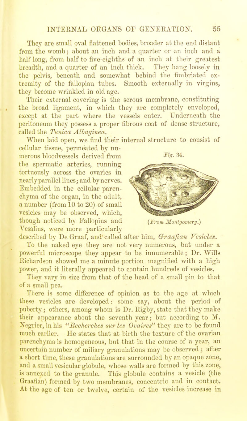 They are small oval flattened bodies, broader at tlie end distant from the womb; about an inch and a quarter or an inch and a half long, from half to five-eigliths of an inch at their greatest breadth, and a quarter of an inch thick. They hang loosely in the pelvis, beneath and somewhat behind the fimbriated ex- tremity of the fallopian tubes. Smooth externally in virgins, they become wrinkled in old age. Their external covering is the serous membrane, constituting the broad ligament, in which they are completely enveloped, except at the part where the vessels enter. Underneath the peritoneum they possess a proper fibrous coat of dense structure, called the Tunica Alhuginea. When laid open, we find their internal structure to consist of cellular tissue, permeated by nu- merous bloodvessels derived from ^'3- 31. the spermatic arteries, running tortuously across the ovaries in nearly parallel lines; and by nerves. Embedded in the cellular paren- chyma of the organ, in the adult, a number (from 10 to 20) of small vesicles may be observed, which, though noticed by Fallnpius and (From 3Ioutgomeri/.) Vesalius, were more particularly described by De Graaf, and' called after him. Graafian Vesicles. To the naked eye they are not very numerous, but under a powerful microscope they appear to be innumerable; Dr. Wills Richardson showed me a minute portion magnified with a high power, and it literally appeared to contain hundreds of vesicles. They vary in size from that of the head of a small pin to that of a small pea. There is some difference of opinion as to the age at which these vesicles are developed: some say, about the period of puberty ; others, among whom is Dr. Rigby, state that they make their appearance about the seventh year; but according to M. Ncgrior, in his Recherches sur les Ooaires they are to be found much earlier. He states tliat at birth the texture of the ovarian parenchyma is homogeneous, but that in the course of a year, an uncertain number of miliary granulations may be observed ; after a short time, these granulations are surrounded by an oi)aquc zone, and a small vesicular globule, whose walls are formed by this zone, is annexed to the granule. This globule contains a vesicle (the Graafian) formed by two membranes, concentric and in contact. At the age of ten or twelve, certain of the vesicles increase in