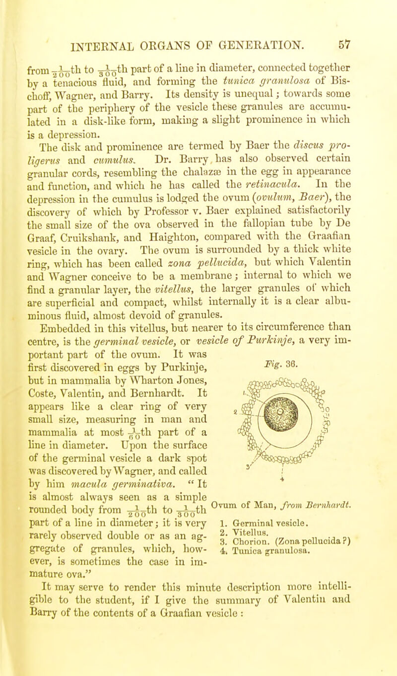 from 2 50*'^ s^o^^ V^^^ of * '^ diameter, comiected together by a tenacious fluid, and forming the ttmica granulosa of Bis- choff, Wagner, and Barry. Its density is unequal; towards some part of the periphery of the vesicle these gi-anules are accumu- lated in a disk-like form, making a shght prominence in which is a depression. The disk and prominence are termed by Baer the discus pro- ligeriis and cumulus. Dr. Barry has also observed certain granular cords, resembling the chalazas in the egg in appearance and function, and which he has called the retinacida. In the depression in the cumulus is lodged the ovum (ovulum, Baer), the discovery of which by Professor v. Baer explained satisfactorily the small size of the ova observed in the fallopian tube by De Graaf, Cruikshank, and Haighton, compared with the Graafian vesicle in the ovary. The ovum is surrounded by a thick white ring, which has been called zona pellucida, but which Valentin and Wagner conceive to be a membrane; internal to which we find a granular layer, the vitellus, the larger granules ol' which are superficial and compact, whilst internally it is a clear albu- minous fluid, almost devoid of granules. Embedded in this vitellus, but nearer to its circumference than centre, is the germinal vesicle, or vesicle of PurJcinje, a very im- portant part of the ovum. It was first discovered in eggs by Purkinje, but in mammalia by Wharton Jones, Coste, Valentin, and Bernhardt. It appears like a clear ring of very small size, measuring in man and mammalia at most ^rgth part of a fine in diameter. Upon the surface of the germinal vesicle a dark spot was discovered by Wagner, and called by him macula germinativa.  It is almost always seen as a simple rounded body from ^^th to 3i^th ^^^ °^ part of a line in diameter j it is very 1. Germinal vesicle. rarely observed double or as an as- ^- ^itellus. •'^ „ , , . , , ° 3. Chorion. (Zonapelluoida?) gregate of granules, which, how- 4. Tunica granulosa. ever, is sometimes the case in im- mature ova. It may serve to render this minute description more intelli- gible to the student, if I give the summary of Valentin and Barry of the contents of a Graafian vesicle :