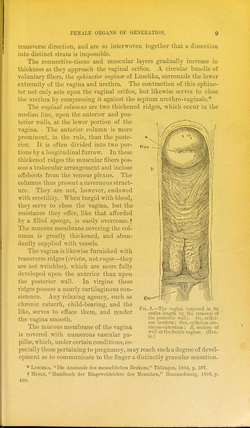 transverse direction, and are so interwoven together that a dissection into distinct strata is impossible. The connective-tissue and muscular layers gradually increase in thickness as they approach the vaginal orifice. A circular bundle of voluntary fibers, the sphincter vagince of Luschka, surrounds the lower extremity of the vagina and urethra. The contraction of this s]Dhinc- ter not only acts upon the vaginal orifice, but likewise serves to close the urethra by compressing it against the septum urethro-vaginale.* The vaginal columns are two thickened ridges, which occur in the median line, upon the anterior and pos- terior walls, at the lower portion of the vagina. The anterior column is more prominent, in the rule, than the poste- rior. It is often divided into two por- tions by a longitudinal furrow. In these thickened ridges the muscular fibers pos- sess a trabecular arrangement and inclose offshoots from the venous plexus. The columns thus present a cavernous struct- ure. They are not, however, endowed with erectility. When turgid with blood, they serve to close the vagina, but the resistance they offer, like that afforded by a filled sponge, is easily overcome, f The mucous membrane covering the col- umns is greatly thickened, and abun- dantly supplied with vessels. The vagina is likewise furnished with transverse ridges {cristce, not 7'tigce—they are not Wrinkles), which are more fully developed upon the anterior than upon the posterior wall. In virgins these ridges possess a nearly cartilaginous con- sistence. Any relaxing agency, such as chronic catarrh, child-bearing, and the like, serves to efface them, and render the vagina smooth. The mucous membrane of the vagina is covered with numerous vascular pa- pillae, which, under certain conditions, es- pecially those pertaining to pregnancy, may reach such a degree of devel- opment as to communicate to the finger a distinctly granular sensation. * Luschka, Die Anatomic des mcnscliliclien Beckons, Tubingen, 1S6-1, p. SST. f IIknle,  Ilantlbuch der Eingewcidclclire des Mcnsclicn, Braunscliwcig, 18GC, p. •150. Fig. 5.—Tlie vagina (exposed in its entire lentitli by tlio removal of tlic posterior wall). orifici- um urethrrc ; One, orificinm ute- riniim-oxtornum; Jj^ section of wall ut the fornix vajTmoj. (Hen- le.)