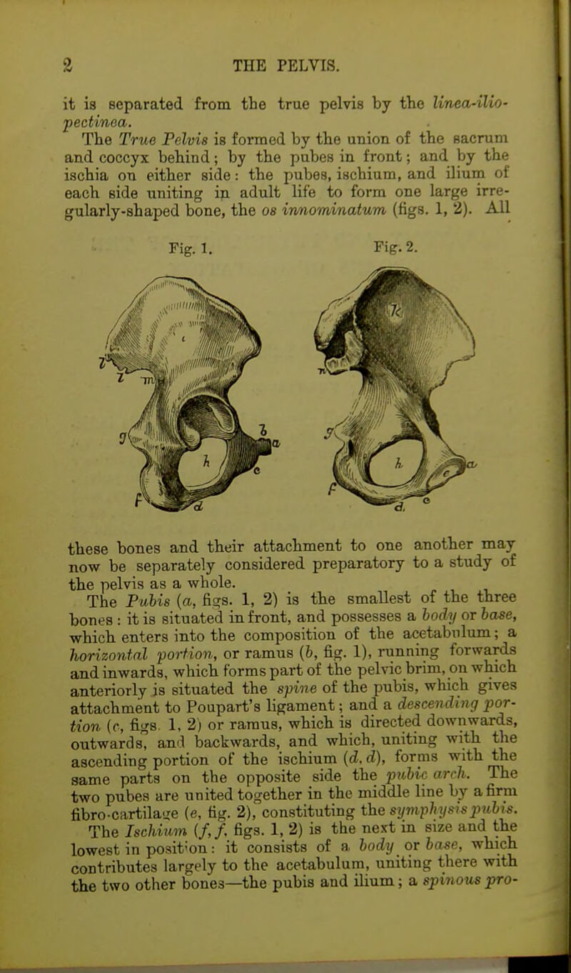 it is separated from the true pelvis by the linea-ilio- pectinea. The True Pelvis is formed by the union of the sacrum and coccyx behind; by the pubes in front; and by the ischia on either side: the pubes, ischium, and ilium of each side uniting in adult life to form one large irre- gularly-shaped bone, the os innominatum (figs. 1, 2). All Fig. 1. Fig. 2. these bones and their attachment to one another may now be separately considered preparatory to a study of the pelvis as a whole. The Pubis (a, figs. 1, 2) is the smallest of the three bones : it is situated in front, and possesses a body or base, which enters into the composition of the acetabulum; a horizontal portion, or ramus (6, fig. 1), running forwards and inwards, which forms part of the pelvic brim, on which anteriorly is situated the spine of the pubis, which gives attachment to Poupart's ligament; and a descending por- tion (r, figs. 1, 2) or ramus, which is directed downwards, outwards, and backwards, and which, uniting with the ascending portion of the ischium (d. d), forms with the same parts on the opposite side the pubic arch. The two pubes are united together in the middle line by a firm fibro-cartilase (e, tig. 2), constituting the symphysis pubis. The Ischium (/,/. figs. 1, 2) is the next in size and the lowest in position: it consists of a body or base, which contributes largely to the acetabulum, uniting there with the two other bone3—the pubis and ilium; a spinous pro-