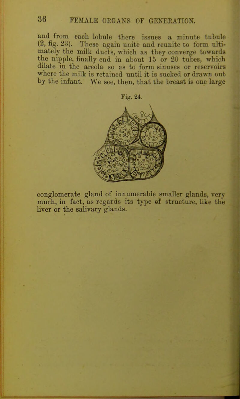 and from each lobule there issues a minute tubule (2, fig. 23). These again unite and reunite to form ulti- mately the milk ducts, which as they converge towards the nipple, finally end in about 15 or 20 tubes, which dilate in the areola so as to form sinuses or reservoirs where the milk is retained until it is sucked or drawn out by the infant. We see, then, that the breast is one large Fig. 24. conglomerate gland of innumerable smaller glands, very much, in fact, as regards its type of structure, like the liver or the salivary glands.