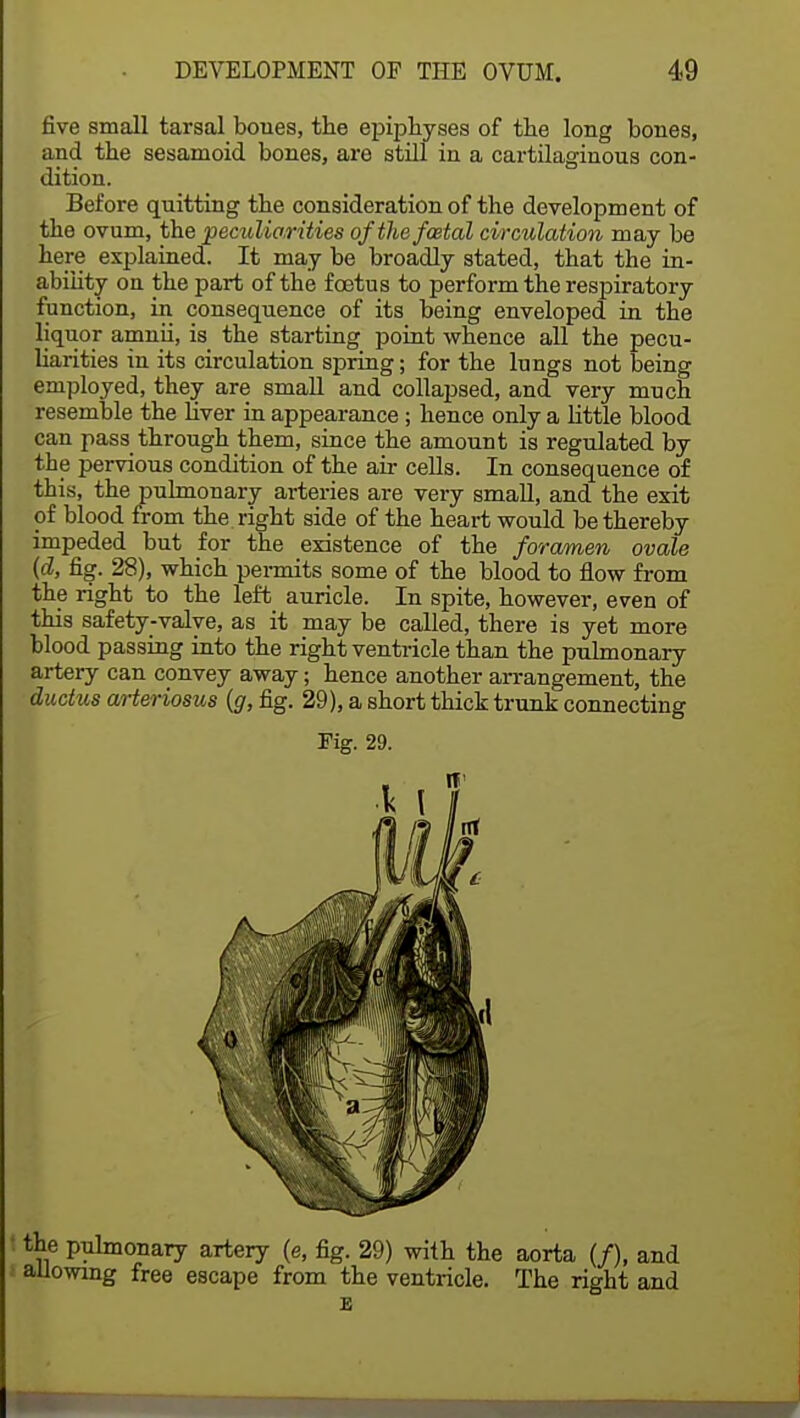 five small tarsal boues, the epiphyses of the long bones, and the sesamoid bones, are still in a cartilaginous con- dition. Before quitting the consideration of the development of the ovum, the peculiarities of the foetal circulation may be here explained. It may be broadly stated, that the in- ability on the part of the foetus to perform the respiratory function, in consequence of its being enveloped in the liquor amnii, is the starting point whence all the pecu- liarities in its circulation spring; for the lungs not being employed, they are small and collapsed, and very much resemble the fiver in appearance ; hence only a little blood can pass through them, since the amount is regulated by the pervious condition of the air cells. In consequence of this, the pulmonary arteries are very small, and the exit of blood from the right side of the heart would be thereby impeded but for the existence of the foramen ovale (d, fig. 28), which permits some of the blood to flow from the right to the left auricle. In spite, however, even of this safety-valve, as it may be called, there is yet more blood passing into the right ventricle than the pulmonary artery can convey away; hence another arrangement, the ductus arteriosus (g, fig. 29), a short thick trunk connecting Fig. 29. I the pulmonary artery (e, fig. 29) with the aorta (/), and allowing free escape from the ventricle. The right and E