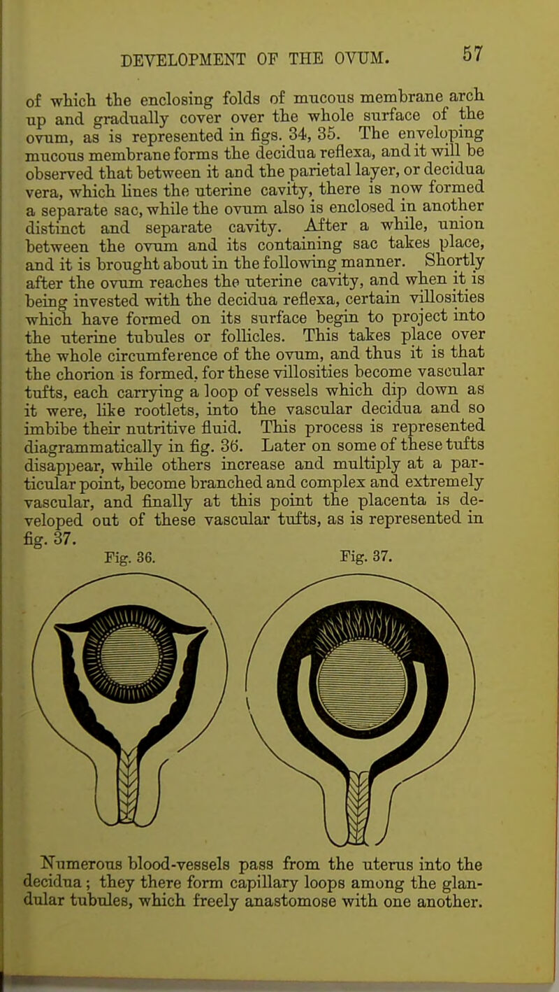 of which the enclosing folds of mucous membrane arch up and gradually cover over the whole surface of the ovum, as is represented in figs. 34, 35. The enveloping mucous membrane forms the decidua reflexa, and it will be observed that between it and the parietal layer, or decidua vera, which fines the uterine cavity, there is now formed a separate sac, while the ovum also is enclosed in another distinct and separate cavity. After a while, union between the ovum and its containing sac takes place, and it is brought about in the following manner. Shortly after the ovum reaches the uterine cavity, and when it is being invested with the decidua reflexa, certain villosities which have formed on its surface begin to project into the uterine tubules or follicles. This takes place over the whole circumference of the ovum, and thus it is that the chorion is formed, for these villosities become vascular tufts, each carrying a loop of vessels which dip down as it were, like rootlets, into the vascular decidua and so imbibe their nutritive fluid. This process is represented diagrammatically in fig. 36. Later on some of these tufts disappear, while others increase and multiply at a par- ticular point, become branched and complex and extremely vascular, and finally at this point the placenta is de- veloped oat of these vascular tufts, as is represented in fig. 37. Fig. 36. Fig. 37. Numerous blood-vessels pass from the uterus into the decidua; they there form capillary loops among the glan- dular tubules, which freely anastomose with one another.