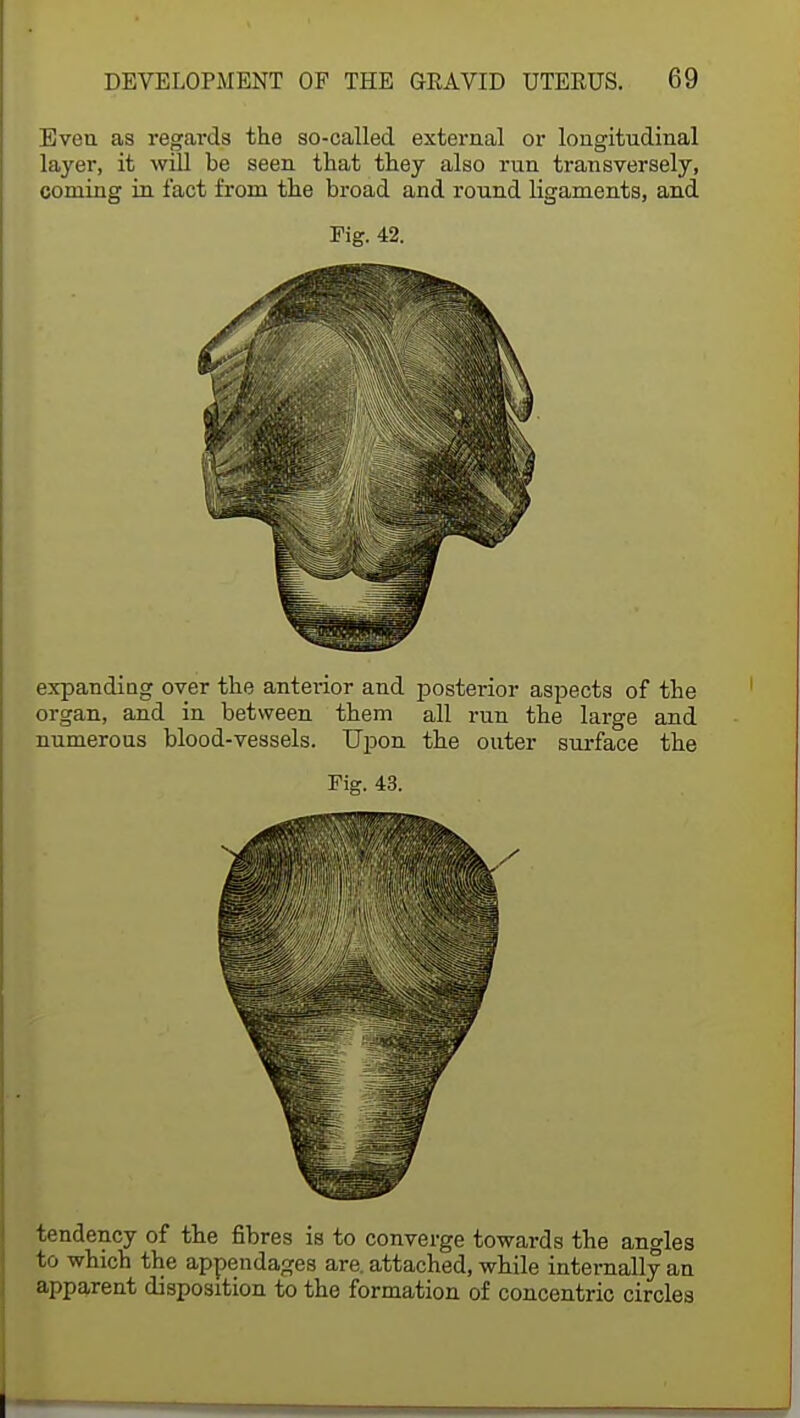 Eveu as regards the so-called external or longitudinal layer, it will be seen that they also run transversely, coming in fact from the broad and round ligaments, and Fig. 42. expanding over the anterior and posterior aspects of the organ, and in between them all run the large and numerous blood-vessels. Upon the outer surface the Fig. 43. tendency of the fibres is to converge towards the angles to which the appendages are. attached, while internally an apparent disposition to the formation of concentric circles