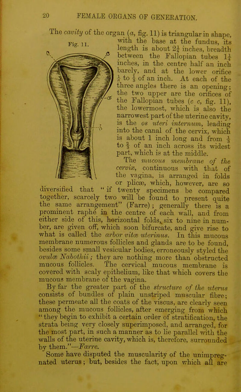 The cavity of the organ (a, fig. 11) is triangular in shape, with the base at the fundus, its length is about 2 j inches, breadth between the Fallopian tubes 1£ inches, in the centre half an inch barely, and at the lower orifice ^ to ^ of an inch. At each of the three angles there is an opening; the two upper are the orifices of* the Fallopian tubes (c c, fig. 11), the lowermost, which is also the narrowest part of the uterine cavity, is the os uteri internum, leading into the canal of the cervix, which is about 1 inch long and from | to f of an inch across its widest part, which is at the middle. The mucous membrane of the cervix, continuous with tbat of the vagina, is arranged in folds or plicas, which, however, are so diversified that if twenty specimens be compared together, scarcely two will be found to present quite the same arrangement (Farre); generally there is a prominent raphe in the centre of each wall, and from either side of this, horizontal folds,, six to nine in num- ber, are given off, which soon bifurcate, and give rise to what is called the arbor vitce utermus. In this mucous membrane numerous follicles and glands are to be found, besides some small vesicular bodies, erroneously styled the ovules Nabothii; they are nothing more than obstructed mucous follicles. The cervical mucous membrane is covered with scaly epithelium, like that which covers the mucous membrane of the vagina. By far the greater part of the structure of the uterus consists of bundles of plain unstriped muscular fibre; these permeate all the coats of the viscus, are clearly seen among the mucous follicles, after emerging from which they begin to exhibit a certain order of stratification, the strata being very closely superimposed, and arranged, for the most part, in such a manner as to He parallel with the walls of the uterine cavity, which is, therefore, surrounded by them.—Farre. Some have disputed the muscularity of the unimpreg- nated uterus; but, besides the fact, upon which all are