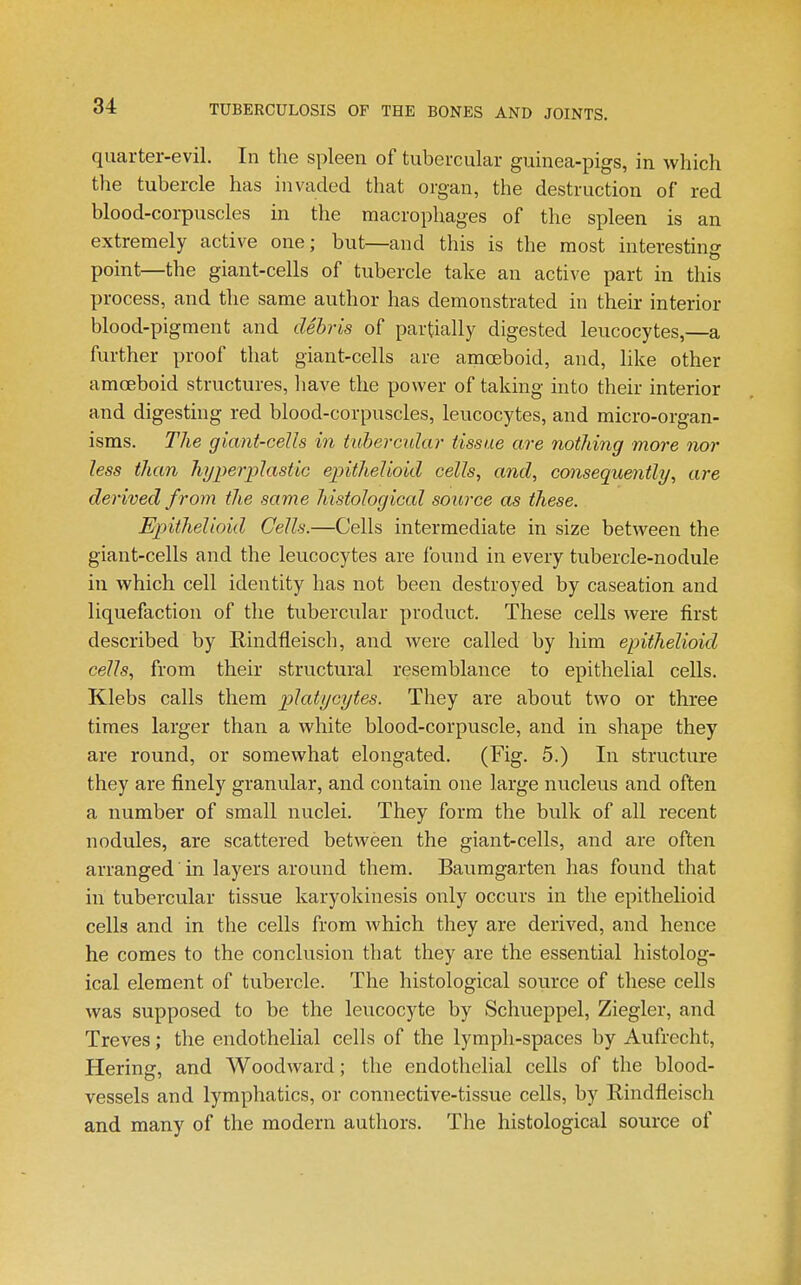quarter-evil. In the spleen of tubercular guinea-pigs, in which the tubercle has invaded that organ, the destruction of red blood-corpuscles in the macrophages of the spleen is an extremely active one; but—and this is the most interesting point—the giant-cells of tubercle take an active part in this process, and the same author has demonstrated in their interior blood-pigment and debris of partially digested leucocytes,—a further proof that giant-cells are amoeboid, and, like other amceboid structures, have the power of taking into their interior and digesting red blood-corpuscles, leucocytes, and micro-organ- isms. The giant-cells in ttibercidar tissue are nothing more nor less than hyperplastic epithelioid cells, and, consequently, are derived from the same histological source as these. Epithelioid Cells.—Cells intermediate in size between the giant-cells and the leucocytes are found in every tubercle-nodule in which cell identity has not been destroyed by caseation and liquefaction of the tubercular product. These cells were first described by Rindfleisch, and were called by him epithelioid cells, from their structural resemblance to epithelial cells. Klebs calls them platycytes. They are about two or three times larger than a white blood-corpuscle, and in shape they are round, or somewhat elongated. (Fig. 5.) In structure they are finely granular, and contain one large nucleus and often a number of small nuclei. They form the bulk of all recent nodules, are scattered between the giant-cells, and are often arranged in layers around them. Baumgarten has found that in tubercular tissue karyokinesis only occurs in the epithelioid cells and in the cells from Avhich they are derived, and hence he comes to the conclusion that they are the essential histolog- ical element of tubercle. The histological source of these cells was supposed to be the leucocyte by Schueppel, Ziegler, and Treves; the endothelial cells of the lymph-spaces by Aufrccht, Hering, and Woodward; the endothelial cells of the blood- vessels and lymphatics, or connective-tissue cells, by Rindfleisch and many of the modern authors. The histological source of