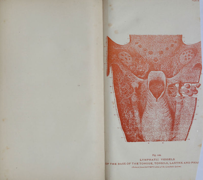 , Fig. 123. LYMPHATIC VESSELS OF THE BASE OF THE TONGUE, TONSILS, LARYNX AND PHAI (Reduced from SAPPEY'S Atlas 0/the LyMphatk System).