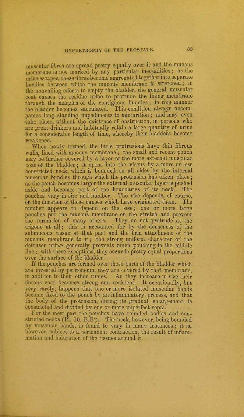 muscular fibres are spread pretty equally over it and the mucous membrane is not marked by any particular inequalities; as the urine escapes, these fibres become aggregated together into separate bundles between which the mucous membrane is stretched; in the unavailing efforts to empty the bladder, the general muscular coat causes the residue urine to protrude the lining membrane through the margins of the contiguous bundles; in this manner the bladder becomes sacculated. This condition always accom- panies long standing impediments to micturition; and may even take place, without the existence of obstruction, in persons who are great drinkers and habitually retain a large quantity of urine for a considerable length of time, whereby their bladders become weakened. When newly formed, the little protrusions have thin fibrous walls, lined with mucous membrane; the small and recent pouch may be further covered by a layer of the more external muscular coat of the bladder; it opens into the viscus by a more or less constricted neck, which is bounded on all sides by the internal muscular bundles through which the protrusion has taken place ; as the pouch becomes larger the external muscular layer is pushed aside and becomes part of the boundaries of its neck. The pouches vary in size and number. The size depends, of course, on the duration of those causes which have originated them. The number appears to depend on the size; one or more large pouches put the mucous membrane on the stretch and prevent the formation of many others. They do not protrude at the trigone at all; this is accounted for by the denseness of the submucous tissue at that part and the firm attachment of the mucous membrane to it; the strong uniform character of the detrusor urinse generally prevents much pouching in the middle line; with these exceptions, they occur in pretty equal proportions over the surface of the bladder. If the pouches are formed over those parts of the bladder which are invested by peritoneum, they are covered by that membrane, in addition to their other tunics. As they increase in size their fibrous coat becomes strong and resistent. It occasionally, but very rarely, happens that one or more isolated muscular bands become fixed to the pouch by an inflammatory process, and that the body of the protrusion, during its gradual enlargement, is constricted and divided by one or more imperfect septa. For the most part the pouches have rounded bodies and con- stricted necks (PI. 10. B.B'). The neck, however, being bounded by muscular bands, is found to vary in many instances; it is, however, subject to a. permanent contraction, the result of inflam- mation and induration of the tissues around it.