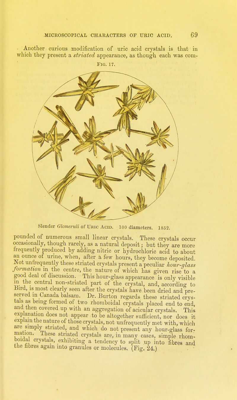 Slender Glomeruli of Uric Acid. 100 diameters. 1852. pounded of numerous small linear crystals. These crystals occur occasionally, though rarely, as a natural deposit; but they are more frequently produced by adding nitric or hydrochloric acid to about an ounce of urine, when, after a few hours, they become deposited. Not unfrequently these striated crystals present a peculiar hour-glass formation in the centre, the nature of which has given rise to a good deal of discussion. This hour-glass appearance is only visible in the central non-striated part of the crystal, and, according to iiird, is most clearly seen after the crystals have been dried and pre- served in Canada balsam. Dr. Burton regards these striated crys- tals as being formed of two rhomboidal crystals placed end to end, and then covered up with an aggregation of acicular crystals. This exp anation does not appear to be altogether sufficient, nor does it explain the nature of those crystals, not unfrequently met with, which are simply striated, and which do not present any hour-glass for- mation. These striated crystals are, in many cases, simple rhom- boidal crystals, exhibiting a tendency to split up into fibres and the nbres again into granules or molecules. (Fig. 24)