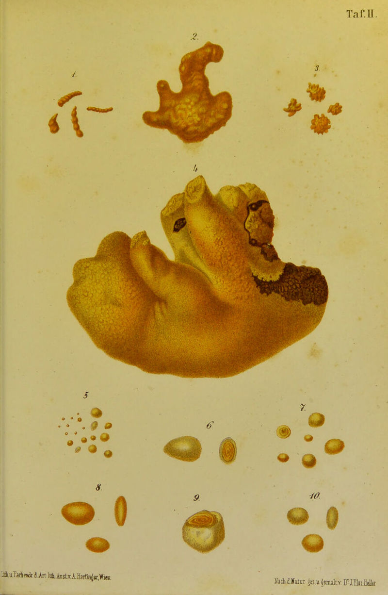 2. a >rt lt4.AnstTA.If3itiji^ff,Wi«i NachiKilur ^e!.ii.^emalty FJ.Tloi.li(ilI{i