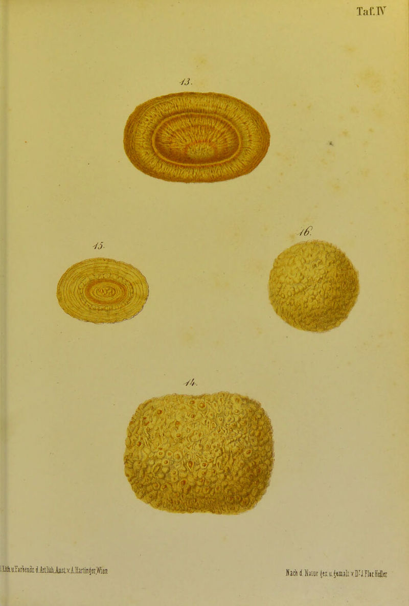 Taf.K .litliularlieiiäi d.AitMiinsLrilüitin^er.leii Sacli dJaior teziLjtmalt Y.BU.FlitllcJlei