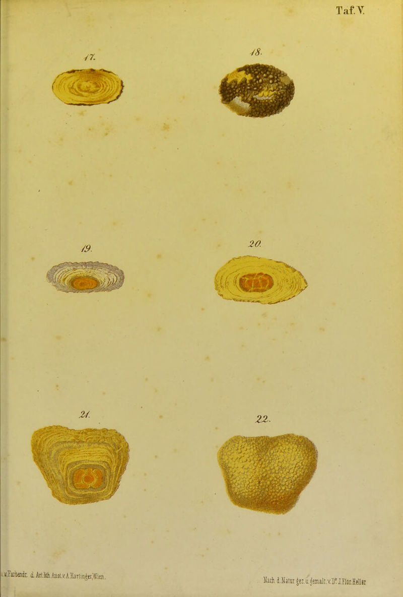 ..ulaitendL d Art.Uh Aiist.v.A.]üirlin^ti,'Wien. Hack d.Natui Jez.u.^einalt,Y.])'iriorlell«