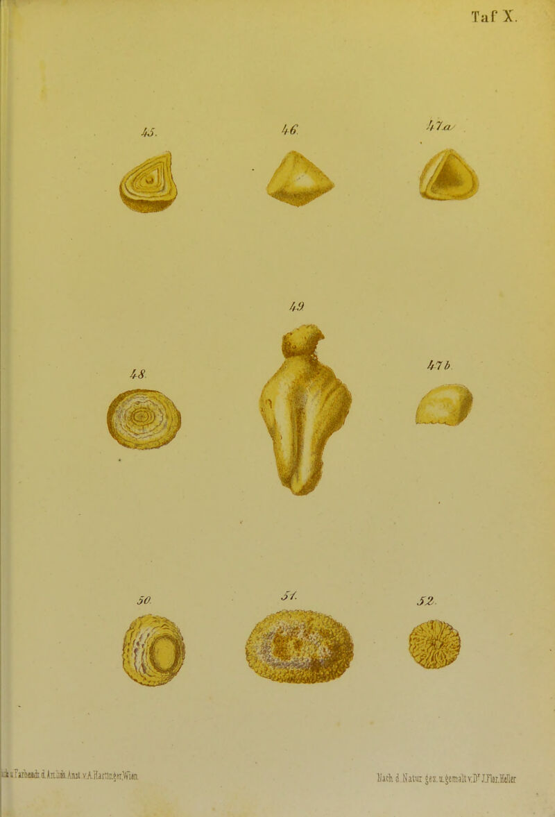Taf X. Taheai. i hiäifli ksi .vAHattir^st.WHn. Hacli diatm ^e.z.u.§cmaltxF JÄMcr