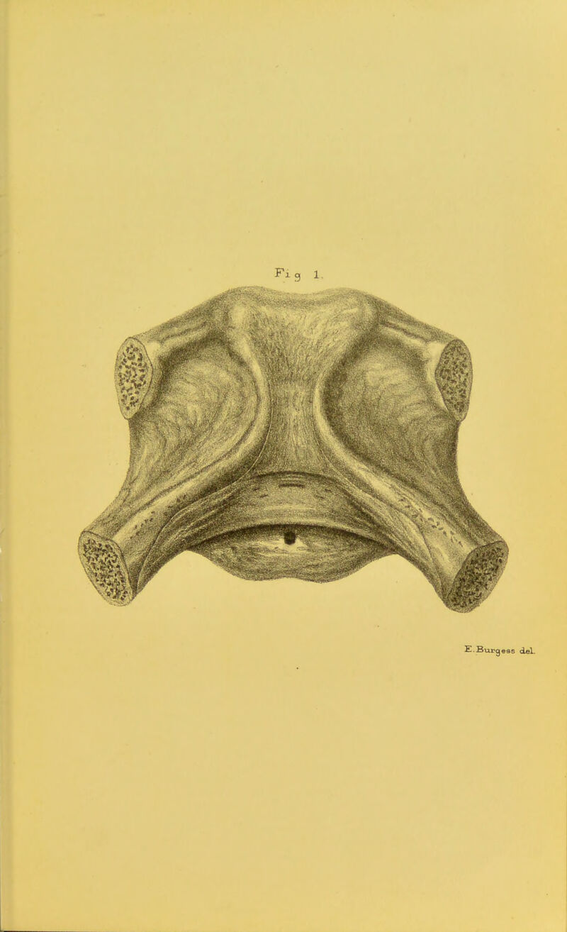 Fig 1. £.SxLrges6 del.