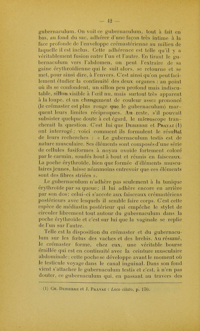 gubernaculum. On voit ce gubeniaculum, tout à fait en bas, au fond du sac, adhérer d'une façon très intime à la face profonde de l'enveloppe crémastérienne au milieu de laquelle il est inclus. Cette adhérence est telle qu'il y a véritablement fusion entre l'un et l'autre. En tirant le gu- bernaculum A'crs l'abdomen, on peut l'extraire de sa gaine érythroïdienne qui le suit alors, se retourne et se met, pour ainsi dire, à l'envers. C'est ainsi qu'on peut faci- lement étudier la continuité des deux organes : au point ovi ils se confondent, un sillon peu profond mais indiscu- table, sillon visible à l'œil nu, mais surtout très apparent à la loupe, et un changement de couleur assez prononcé (le crémaster est plus rouge que le gubernaculum) mar- quent leurs limites réciproques. Au reste, s'il pouvait subsister quelque doute à cet égard, le microscope tran- cherait la question. C'est lui que Debierre et Piravaz (1) ont interrogé ; voici comment ils formulent le résultat de leurs recherches : « Le gubernaculum testis est de nature musculaire. Ses éléments sont composés d'une série de cellules fusiformes à noyau ovoïde fortement coloré parle carmin, soudés bout à bout et réunis en faisceaux. La poche érythroïde, bien que formée d'éléments muscu- lai res jeunes, laisse néanmoins entrevoir que ces éléments sont des fibres striées ». Le gubernaculum n'adhère pas seulement à la tunique érythroïde laar sa queue; il lui adhère encore en arrière par son dos ; celui-ci s'accole aux faisceaux crémastériens postérieurs avec lesquels il semble faire corps. C'est celle espèce de médiaslin postérieur qui empêche le stylet de circuler librement tout autour du gubernaculum dans la poche érythroïde et c'est sur lui que la vaginale se replie de l'un sur l'autre. Telle est la disposition du crémaster et du gubernacu- lum sur les fœtus des vaches et des brebis. Au résumé, le crémaster forme, chez eux, une véritable bourse éraillée qui est en continuité avec la ceinture musculaire abdominale; celle poche se développe avant le moment oii le testicule voyage dans le canal inguinal. Dans son fond vient s'attacher le gubernaculum testis et c'est, à n'en pas douter, ce gubernaculum qui, en passant au travers des (1) Ch. Debierhe et J, Phavaz : Loco oilalo, p. 170.