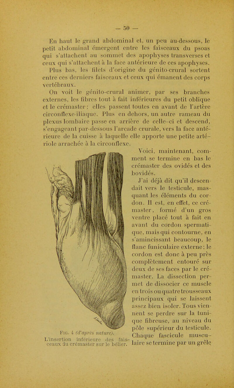 En haut le grand abdominal et, un peu au-dessous, le petit abdominal émergent entre les faisceaux du psoas qui s'attaclicnt au sommet des apophyses transverses et ceux qui s'attachent à la face antérieure de ces apophyses. Plus bas, les Tdets d'origine du génito-crural sortent entre ces derniers faisceaux et ceux qui émanent des corps vertébraux. On voit le génito-crural animer, par ses branches externes, les fibres tout à fait inférieures du petit oblique et le crémaster ; elles passent toutes en avant de l'artère circonflexe-iliaque. Plus en dehors, un autre rameau du plexus lombaire passe en arrière de celle-ci et descend, s'engageant par-dessous l'arcade crurale, vers la face anté- rieure de la cuisse à laquelle elle apporte une petite arlé- riole arrachée à la circonflexe. Voici, maintenant, com- ment se termine en bas le crémaster des ovidés et des bovidés. J'ai déjà dit qu'il descen- dait vers le testicule, mas- quant les éléments du cor- don. 11 est, en effet, ce cré- master , formé d'un gros ventre placé tout à fait en avant du cordon spermati- que, mais qui contourne, en s'amincissant beaucoup, le flanc funiculaire externe: le cordon est donc à peu près complètement entouré sur deux de ses faces par le cré- master. La dissection per- met de dissocier ce muscle en trois ou quatre trousseaux principaux qui se laissent assez bien isoler. Tous Aàen- nent se perdre sur la tuni- que fibreuse, au niveau du pôle supérieur du testicule. Chaque fascicule muscu- laire se termine par un grêle FiG. 4 (d'après nature). L'insertion inférieure des fais- ceaux du crémaster sur le bélier.