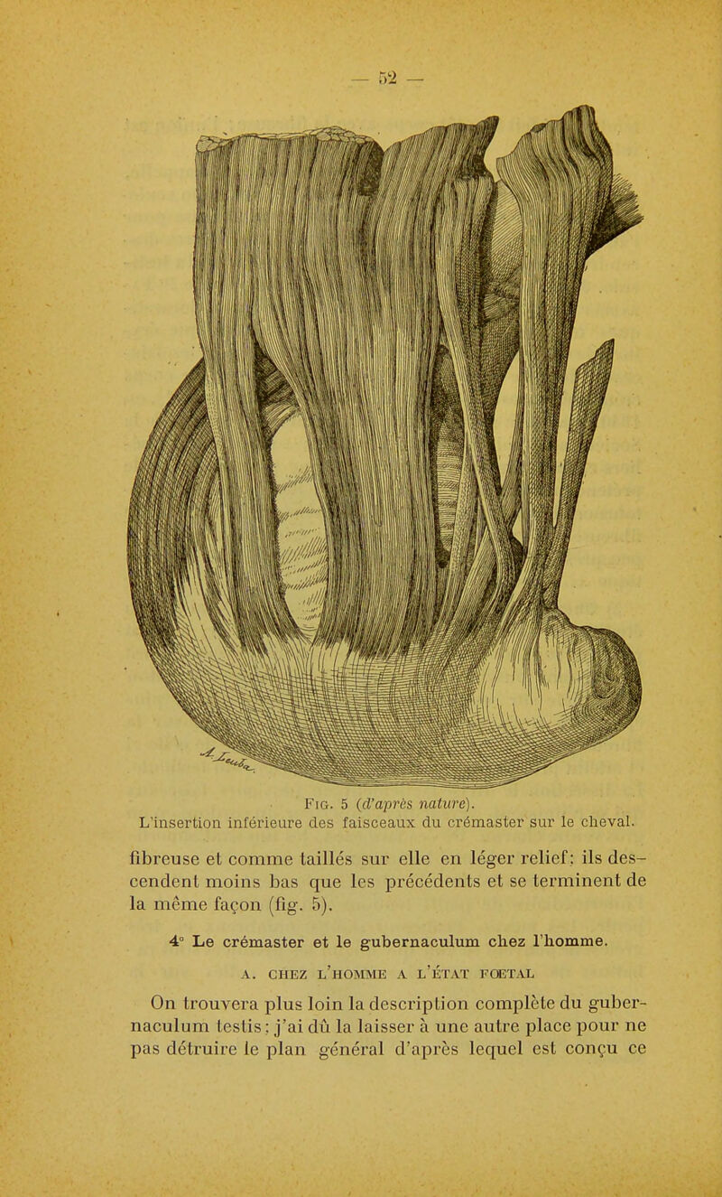 FiG. 5 {d'après nature). L'insertion inférieure des faisceaux du crémaster sur le cheval. fibreuse et comme taillés sm- elle en léger relief ; ils des- cendent moins bas que les précédents et se terminent de la même façon (fig. 5). 4° Le crémaster et le gubernaculum chez l'iiomme. A. CHEZ l'homme A l'ÉTAT FŒTAL On trouvera plus loin la description complète du guber- naculum testis ; j'ai dn la laisser à une autre place pour ne pas détruire le plan général d'après lequel est conçu ce