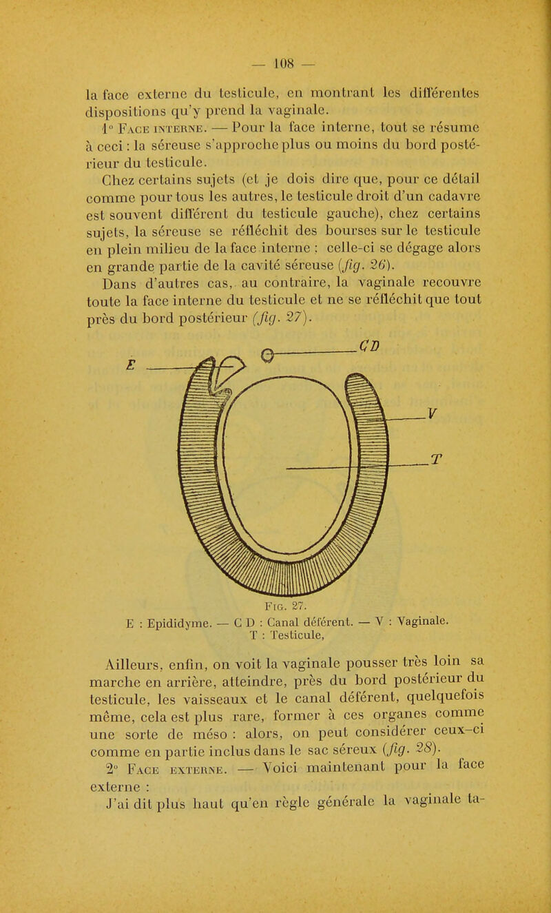 la face externe du leslicule, en montrant les dilïerentes dispositions qu'y prend la vaginale. l Face interne. — Pour la face interne, tout se résume à ceci : la séreuse s'approche plus ou moins du bord posté- rieur du testicule. Chez certains sujets (et je dois dire que, pour ce détail comme pour tous les autres, le testicule droit d'un cadavre est souvent différent du testicule gauche), chez certains sujets, la séreuse se réfléchit des bourses sur le testicule en plein milieu de la face interne ; celle-ci se dégage alors en grande partie de la cavité séreuse {fig. 26). Dans d'autres cas, au contraire, la vaginale recouvre toute la face interne du testicule et ne se réfléchit que tout près du bord postérieur (fig. 27). .V Fig. 27. E : Epididyme. — CD: Canal déférent. — V : Vaginale. T : Testicule, Ailleurs, enfin, on voit la vaginale pousser très loin sa marche en arrière, atteindre, près du bord postérieur du testicule, les vaisseaux et le canal déférent, quelquefois même, cela est plus rare, former à ces organes comme une sorte de méso : alors, on peut considérer ceux-ci comme en partie inclus dans le sac séreux (fig. 28). 2 Face exteune. — Voici maintenant pour la face externe : J'ai dit plus haut qu'en règle générale la vaginale ta-