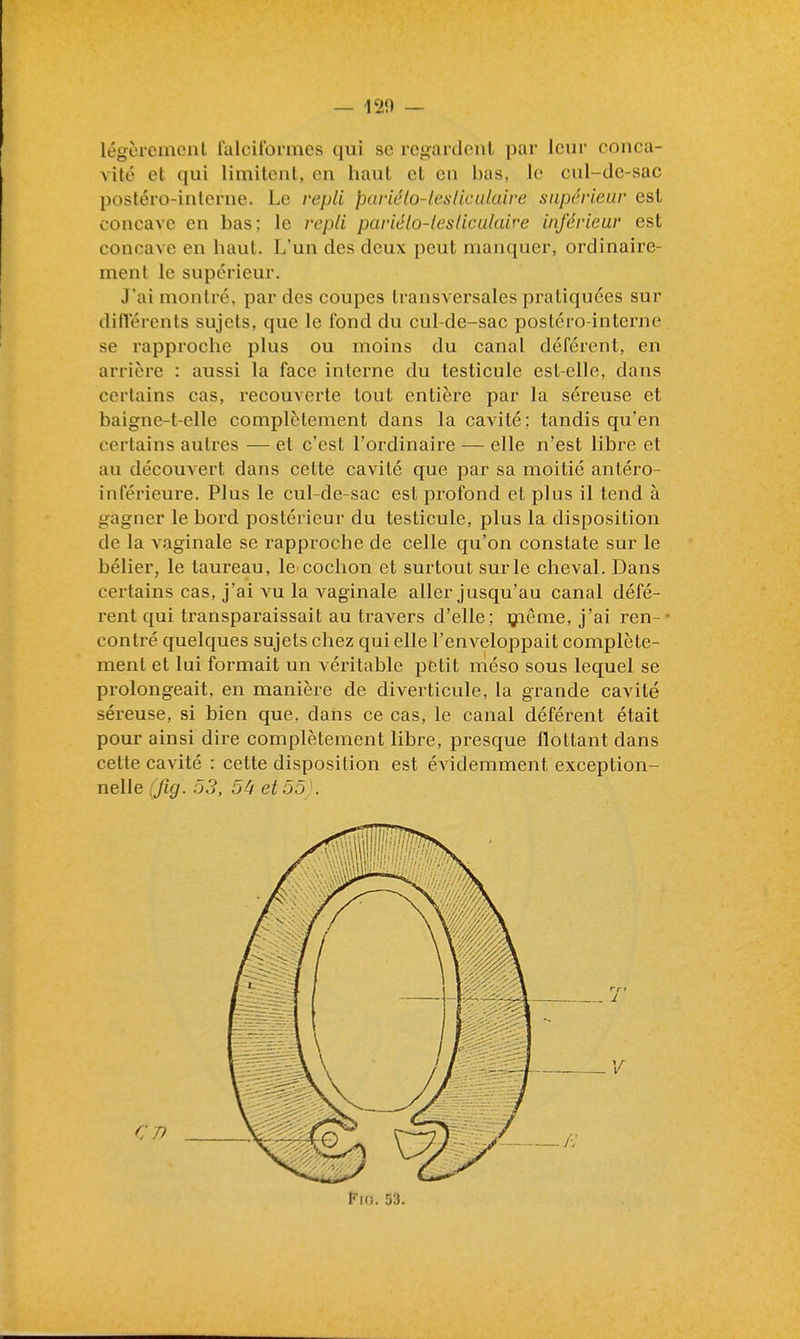 légèremcnl lalciformes qui se icgaidcnl par leur conca- vité et qui limitent, en haut et en bas, le cul-de-sac postéro-interne. Le repli pariélo-lesliculaire supérieur est concave en bas; le repli pariélo-tesliculaire inférieur est concave en haut. L'un des deux peut manquer, ordinaire- ment le supérieur. J'ai montré, par des coupes transversales pratiquées sur différents sujets, que le fond du cul-de-sac postéro-interne se rapproche plus ou moins du canal déférent, en arrière : aussi la face interne du testicule est-elle, dans certains cas, recouverte tout entière par la séreuse et baigne-t-elle complètement dans la cavité ; tandis qu'en certains autres — et c'est l'ordinaire — elle n'est libre et au découvert dans cette cavité que par sa moitié antéro- inférieure. Plus le cul-de-sac est profond cl plus il tend à gagner le bord postérieur du testicule, plus la disposition de la vaginale se rapproche de celle qu'on constate sur le bélier, le taureau, le cochon et surtout sur le cheval. Dans certains cas, j'ai vu la vaginale aller jusqu'au canal défé- rent qui transparaissait au travers d'elle; ijieme, j'ai ren- contré quelques sujets chez qui elle l'enveloppait complète- ment et lui formait un véritable petit méso sous lequel se prolongeait, en manière de diverticule, la grande cavité séreuse, si bien que, dans ce cas, le canal déférent était pour ainsi dire complètement libre, presque flottant dans cette cavité : cette disposition est éA^demment exception- nelle (fig. 53, et55 \ Pm. S3.