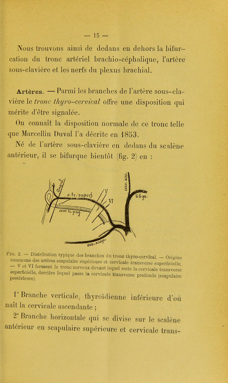 Nous trouvons ainsi de dedans en dehors la bifur- cation du tronc artériel brachio-céphalique, l'artère sous-clavière et les nerfs du plexus brachial. Artères. — Parmi les branches de l'artère sous-cla- vière le tronc thyro-cervical offre une disposition qui mérite d'être signalée. On connaît la disposition normale de ce tronc telle que Marcellin Duval l'a décrite en 1853. Né de l'artère sous-clavière en dedans du se alêne antérieur, il se bifurque bientôt (fig. 2) en : ine Fig. 2. - Distribution typique des branches du tronc thyro-cervical - Ori commune des artères scapulaire supérieure et cervicale transverse superficiel^ - V et VI forment le tronc nerveux devant lequel reste la cervicale transverse Srieuré)' PaSS6 ^ °erViCale transverse Profonde (scapulaire 1° Branche verticale, thyroïdienne inférieure d'où naît la cervicale ascendante ; 2° Branche horizontale qui se divise sur le scalène antérieur en scapulaire supérieure et cervicale traiis-