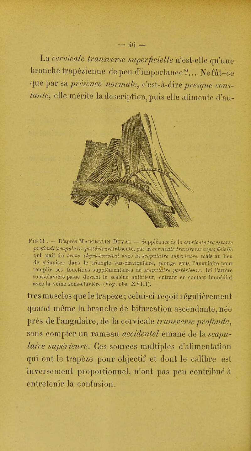 La cervicale transverse superficielle n'est-elle qu'une branche trapézienne fie peu d'importance?... Ne fût-ce que par sa présence normale, c'est-à-dire presque cons- tante, elle mérite la description, puis elle alimente d'au- Fig.11 . — D'après Maucellin Dpval. — Suppléance de la cervicale transverse profonde{scapulairepostérieure) absente, par la cervicale transverse superficielle qui nait du tronc thyro-ccrvical avec la seapulaire supérieure, mais au lieu de s'épuiser dans le triangle sus-claviculaire, plonge sous l'angulaire pour remplir ses fonctions supplémentaires de seapulaire postérieure. Ici l'artère sous-clavière passe devant le scalène antérieur, entrant en contact immédiat avec la veine sous-clavière (Voy. obs. XVIII). très muscles que le trapèze ; celui-ci reçoit régulièrement quand même la branche de bifurcation ascendante, née près de l'angulaire, de la cervicale transverse profonde, sans compter un rameau accidentel émané de la seapu- laire supérieure. Ces sources multiples d'alimentation qui ont le trapèze pour objectif et dont le calibre est inversement proportionnel, n'ont pas peu contribué à entretenir la confusion.