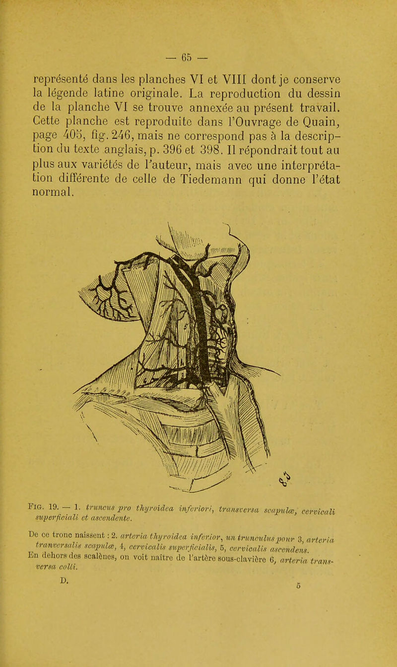représenté dans les planches VI et VIII dont je conserve la légende latine originale. La reproduction du dessin de la planche VI se trouve annexée au présent travail. Cette planche est reproduite dans l'Ouvrage de Quain, page 405, fig. 246, mais ne correspond pas à la descrip- tion du texte anglais, p. 396 et 398. Il répondrait tout au plus aux variétés de l'auteur, mais avec une interpréta- tion différente de celle de Tiedemann qui donne l'état normal. Fia. 19. — 1. truncus pro thyroidea infcriori, transversa scapukn, cervicali sîiperficiaU et ascendente. De ce tronc naissent : 2. arteria thyroidea inferior, un trunculuspour 3 arter tramersalu seœpulœ, -1, oerviealis superjioialis, 5, oerviealis ascendem En dehors des scalènes, on voit naître de l'artère sous-clavièro G, arteria tram versa colli. la D. 5