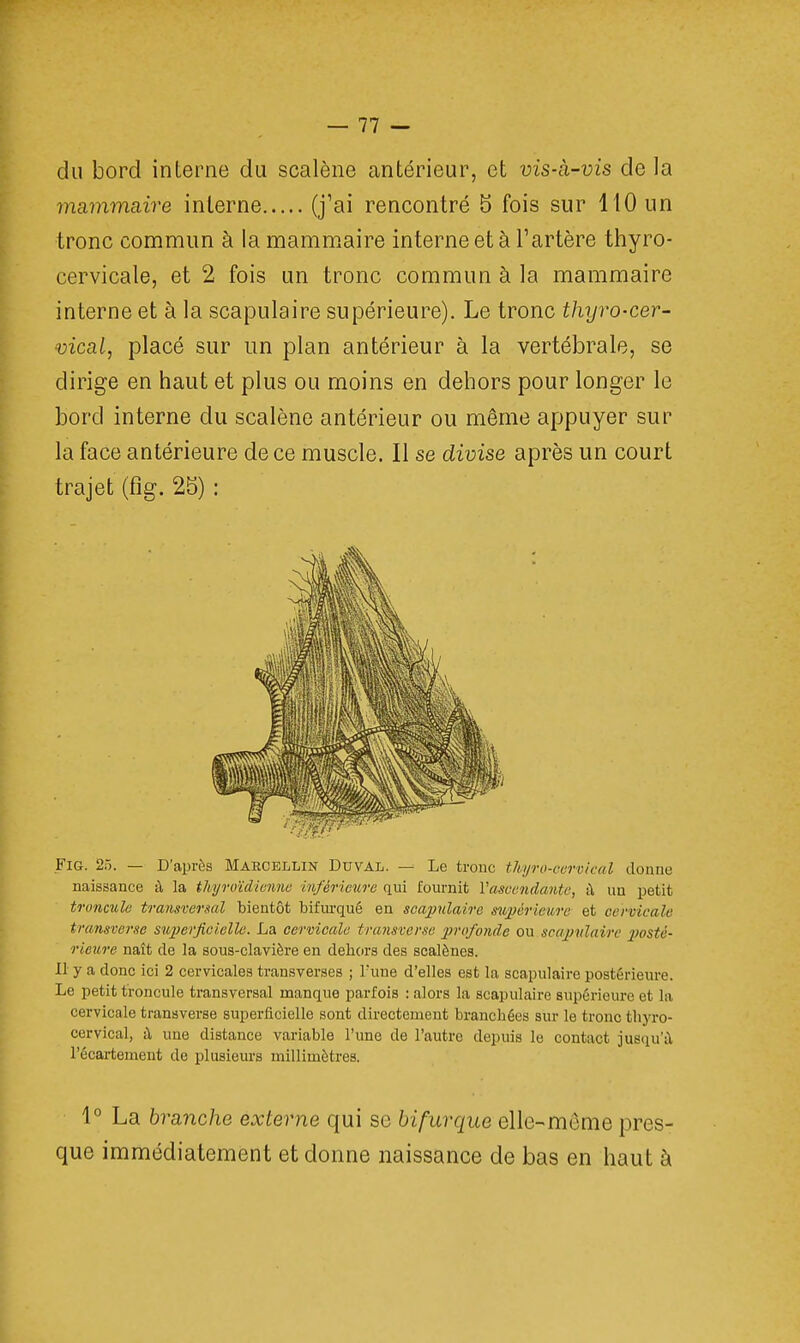 du bord interne du scalène antérieur, et vis-à-vis de la mammaire interne (j'ai rencontré 5 fois sur 110 un tronc commun à la mammaire interne et à l'artère thyro- cervicale, et 2 fois un tronc commun à la mammaire interne et à la scapulaire supérieure). Le tronc thyro-cer- vical, placé sur un plan antérieur à la vertébrale, se dirige en haut et plus ou moins en dehors pour longer le bord interne du scalène antérieur ou même appuyer sur la face antérieure de ce muscle. Il se divise après un court Fig. 25. — D'après Makcellin Duval. — Le tronc tfajro-cervical donne naissance à la thyroïdienne inférieure qui fournit l'ascendante, à un petit troncule transversal bientôt bifurqué en scapulaire supérieure et cervicale transverse superficielle. La cervicale transverse profonde ou scapulaire posté- rieure naît de la sous-clavière en dehors des scalènes. Il y a donc ici 2 cervicales transverses ; l'une d'elles est la scapulaire postérieure. Le petit troncule transversal manque parfois : alors la scapulaire supérieure et la cervicale transverse superficielle sont directement branchées sur le tronc thyro- cervical, à une distance variable l'une de l'autre depuis le contact jusqu'à l'écartement de plusieurs millimètres. trajet (fig. 2b) : 1° La branche externe qui se bifurque elle-même pres- que immédiatement et donne naissance de bas en haut à