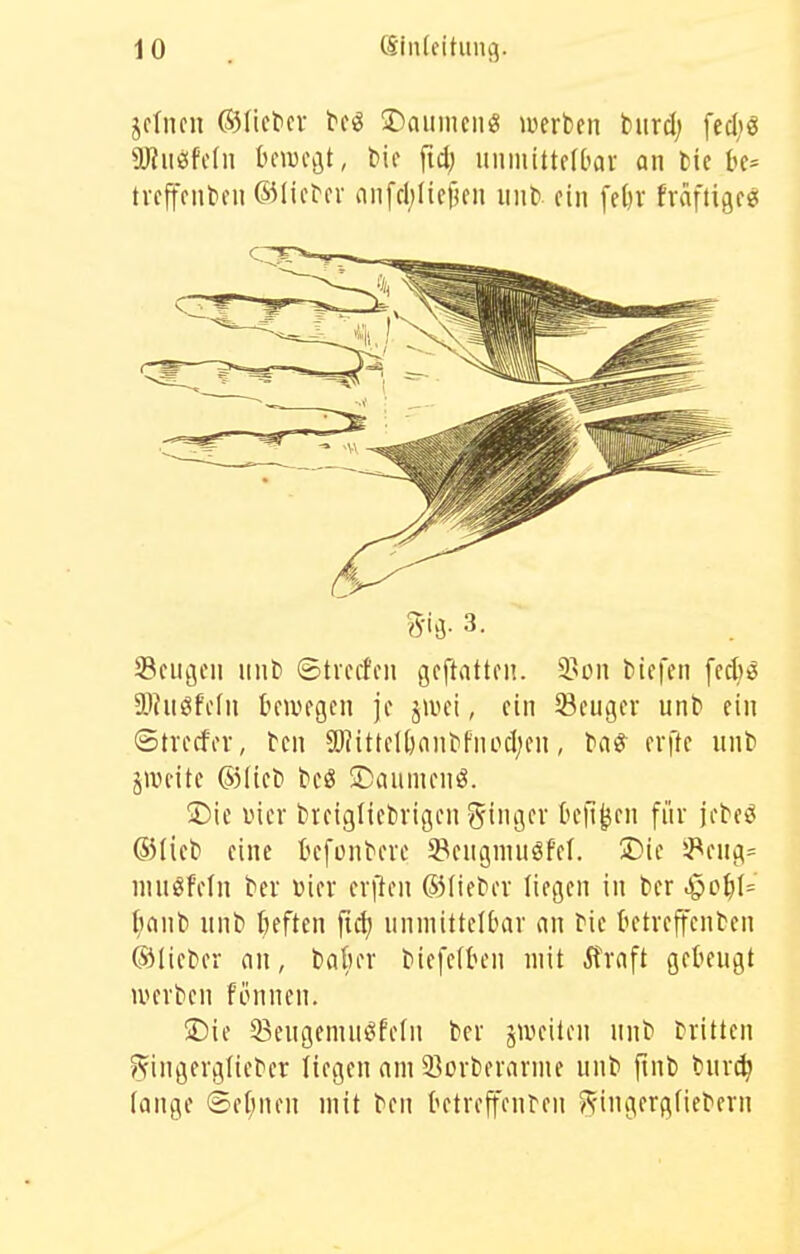 aJJiiissfedi bewegt, fid; luiiuiücfDar an tit be* tvcffcntifii ®Iie^el• niifcl;Iiejjen mit» ein febr fräftigcg Seligen nnb ©treten geftatten. 3?ou liefen fecliö 5>?uöfcfn bewegen je jtvei, ein Seugcv unt> ein ©trecfer, tcn 5)?ittclt)nnt'fnoc(;en, erftc unl» jweite ®(ieti teg ©annienö. Sie incr breigliebvigen gingev bellten für je^e!g (55(ieli eine befün^el•c 5Bengniuöf'e(. T>U '-Peug^ nuiöfeln tev vier erften (55^ie^er liegen in ter Jpob(= ^anl) unt) beften ftcl) unmittelbar an fic betreffenden ©lieber an, baber biefeiben mit ifraft gebeugt werben fönnen. ®ie 33eugemu^fe[ii ber jweiten nnb brüten ?fingerglieber liegen am 33orberarme unb jinb burt^ iange ©ef;nen mit ben betreffenfen Ringergfiebern