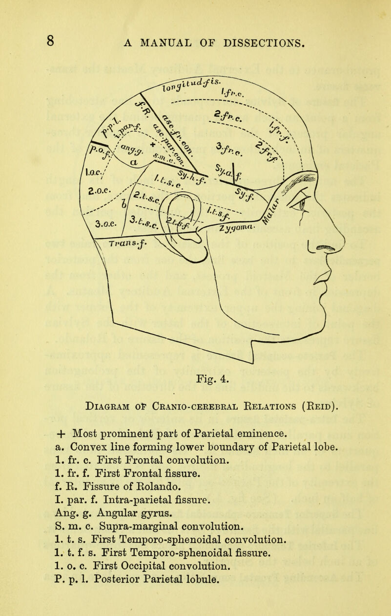 Fig. 4. Diagram of Cranio-cerebral Kelations (Eeid). + Most prominent part of Parietal eminence. a. Convex line forming lower boundary of Parietal lobe. 1. fr. c. First Frontal convolution. 1. fr. f. First Frontal fissure. f. E. Fissure of Kolando. I. par. f. Intra-parietal fissure. Ang. g. Angular gyrus. S. m. c. Supra-marginal convolution. 1.1. s. First Temporo-sphenoidal convolution. 1. t. f. s. First Temporo-sphenoidal fissure. 1. o. c. First Occipital convolution. P. p. 1. Posterior Parietal lobule.