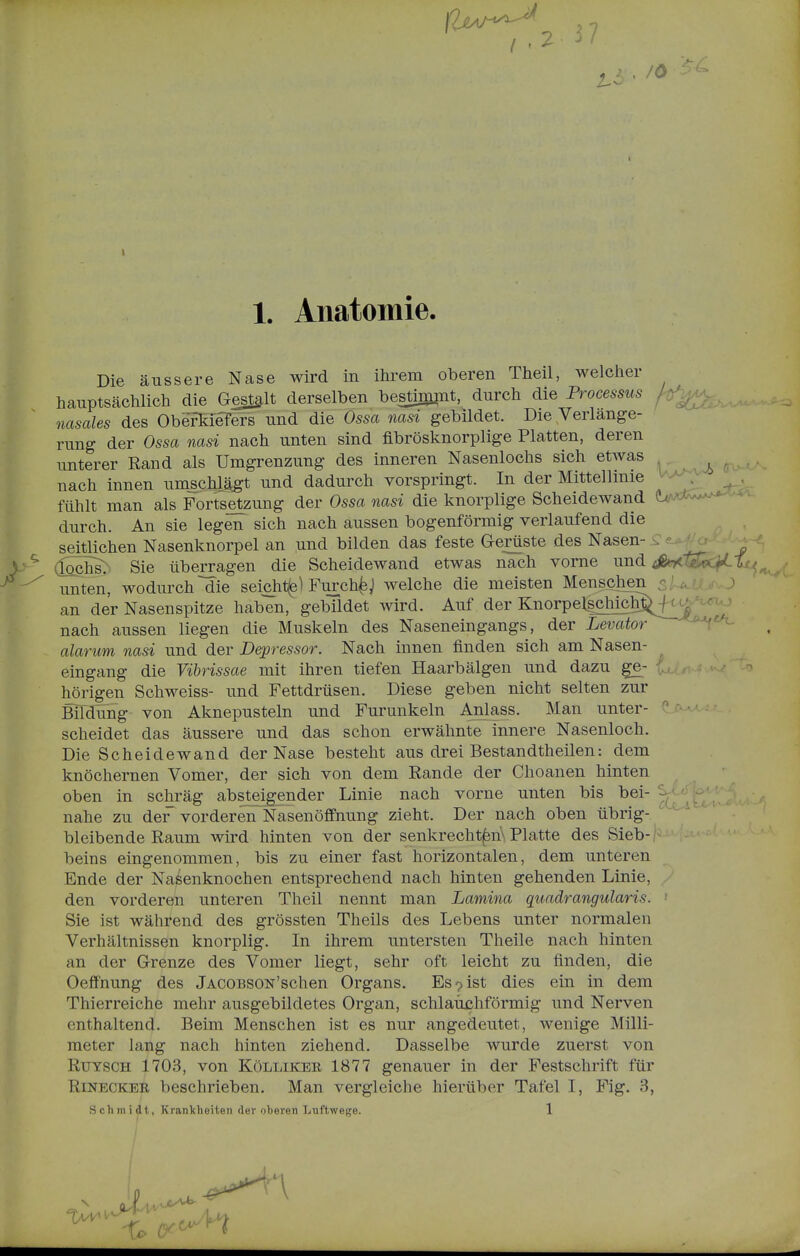 / . 2 W 1. Anatomie. Die äussere Nase wird in ihrem oberen Theil, welclier hauptsächlich die Gestalt derselben bestinipit, durch die Processus nasales des ObSFKiefers und die Ossa nasi gebildet. Die Verlänge- rung der Ossa nasi nach unten sind fibrösknorplige Platten, deren unterer Rand als Umgrenzung des inneren Nasenlochs sich etwas nach innen umschlägt und dadurch vorspringt. In der Mittellmie ^'-^ ^ , fühlt man als Fortsetzung der Ossa nasi die knorplige Scheidewand (Va*^-^ durch. An sie legen sich nach aussen bogenförmig verlaufend die seitlichen Nasenknorpel an und bilden das feste Gerüste des Nasen- (lochsl Sie überragen die Scheidewand etwas nach vorne und i^'tje!kM.i(i unten, wodurch ~die seicht^^ Furch^J welche die meisten Menschen 3/^ an der Nasenspitze haben, gebildet wird. Auf der Knorpelschich^ nach aussen liegen die Muskeln des Naseneingangs, der Levator^'^^ alariim nasi und der Depressor. Nach innen finden sich am Nasen- eingang die Vibrissae mit ihren tiefen Haarbälgen und dazu ge- hörigen Schweiss- und Fettdrüsen. Diese geben nicht selten zur Büdung von Aknepusteln und Furunkeln Anlass. Man unter- j^i^-^ scheidet das äussere und das schon erwähnte innere Nasenloch. Die Scheidewand der Nase besteht aus drei Bestandtheilen: dem knöchernen Vomer, der sich von dem Rande der Choanen hinten oben in schräg absteigender Linie nach vorne unten bis bei- - nahe zu der vorderen Nasenöflfnung zieht. Der nach oben übrig- bleibende Raum wird hinten von der senkrecht^n\ Platte des Sieb- beins eingenommen, bis zu einer fast horizontalen, dem unteren Ende der Na^enknochen entsprechend nach hinten gehenden Linie, den vorderen unteren Theil nennt man Lamina quadrangularis. ' Sie ist während des grössten Theils des Lebens unter normalen Verhältnissen knorplig. In ihrem untersten Theile nach hinten an der Grenze des Vomer liegt, sehr oft leicht zu finden, die Oeffnung des jACOBSON'schen Organs. Es 7 ist dies ein in dem Thierreiche mehr ausgebildetes Organ, schlauchförmig und Nerven enthaltend. Beim Menschen ist es nur angedeutet, wenige Milli- meter lang nach hinten ziehend. Dasselbe wurde zuerst von Rutsch 1703, von Köllikee 1877 genauer in der Festschrift für RiNECKER beschrieben. Man vergleiche hierüber Tafel I, Fig. 3, Schmidt, Kranltheiten der oberen Luftwege. 1 lo (