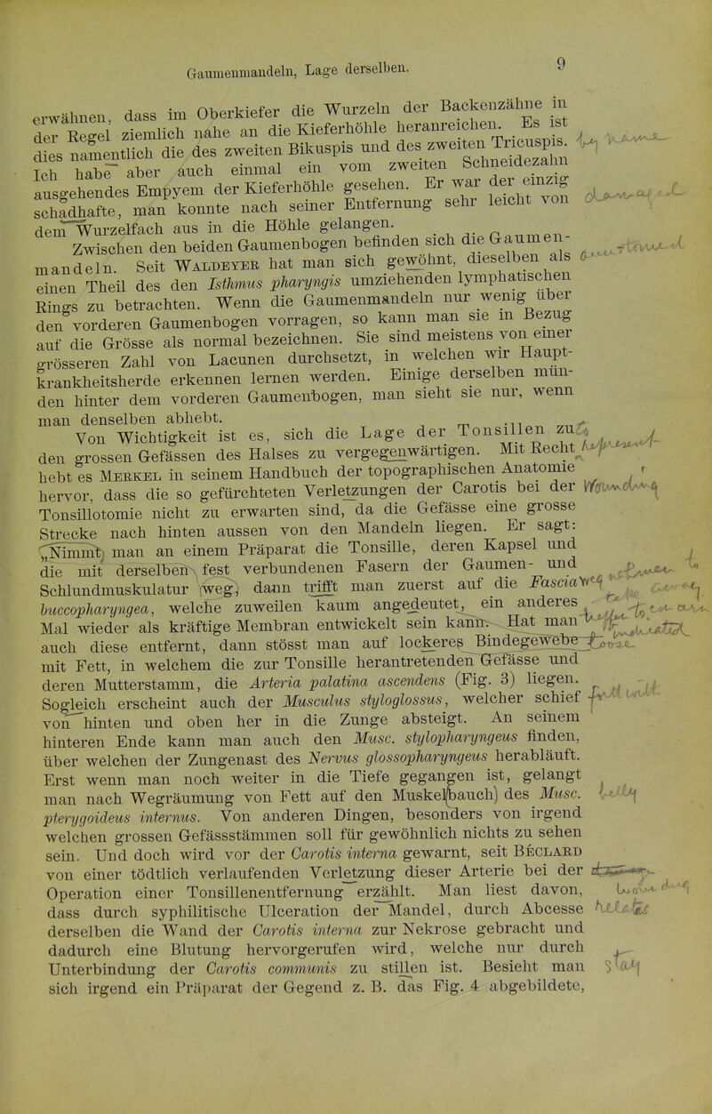 i erwähnen, dass im Oberkiefer die Wurzeln der B^^f^^^^^^ derRegel ziemlich nahe an die Kieferhöhle ^^'Zf^eTTnZvS U dies namentlich die des zweiten Biknspis und ^es^weite^ Ti^^^^^^^ Ich habr aber auch einmal ein vom zweiten Schneidezahn ifsgeWes Empyem der Kieferhöhle |ese;- Er war der einz , ^ schadhafte, man konnte nach semer Entfernung sehr leicht von ckj^-^ deiTWurzelfach aus in die Höhle gelangen. . ^ ^. „ i Zwischen den beiden Gaumenbogen befinden sich die Gaumen- .^^^^^ , mandl n Seit Waldeyer hat man sich gewöhnt, dieselben als Or- dnen Theil des den Isthnus pharyngis umziehenden lymphatischen . Rings zu betrachten. Wenn die Gaumenmandeln nur .^enig über : den vorderen Gaumenbogen vorragen, so kann man sie m Bezug auf die Grösse als normal bezeichnen. Sie sind meistens von emei . grösseren Zahl von Lacunen durchsetzt, in welchen wir Haupt- j krankheitsherde erkennen lernen werden. Einige derselben mun- . den hinter dem vorderen Gaumenbogen, man sieht sie nur, wenn man denselben abhebt. Von Wichtigkeit ist es, sich die Lage der Tonsillen ^^'l^^^ den grossen Gefässen des Halses zu vergegenwärtigen. Mit Recht hf^^ hebt es Merkel in seinem Handbuch der topographischen Anatomie r , hervor dass die so gefürchteten Verletzungen der Carotis bei der Wöi^d^ i Tonsillotomie nicht zu erwarten sind, da die Gefässe eine grosse Strecke nach hinten aussen von den Mandeln liegen. Er sagt: , :^NÄt) man an einem Präparat die Tonsille, deren Kapsel und , die mit derselben fest verbundenen Fasern der Gaumen- und -U \ Schlundmuskulatur ,weg ■ da^in tr^t man zuerst auf die Fascia^^ ; huccopJiaryngea, welche zuweilen kaum angedeutet^ ein anderes Mal wieder als kräftige Membran entwickelt sein kanü>- Hat manT^^f^^-^^ j auch diese entfernt, dann stösst man auf lockeres Bindegewöbej^^^ j mit Fett, in welchem die zur Tonsille herantretenden Gefässe und | deren Mutterstamm, die Ärteria palatina ascendens (Fig. 3) liegen. ^ Sogleich erscheint auch der Musculus styloglossus, welcher schief ut^ ^ , voifhinten und oben her in die Zunge absteigt. An seinem , hinteren Ende kann man auch den Muse, stylopharyngeus finden, | über welchen der Zungenast des Nervus glossopharyngeus herabläuft. ; Erst wenn man noch weiter in die Tiefe gegangen ist, gelangt \ man nach Wegräumung von Fett auf den Muskel^auch) des Muse. \ pterygoideus internus. Von anderen Dingen, besonders von irgend | welchen grossen Gefässstämmen soll für gewöhnlich nichts zu sehen ; sein. Und doch wird vor der Garotis interna gewarnt, seit Beclaed ; von einer tödtlich verlaufenden Verletzung dieser Arterie bei der ! Operation einer Tonsillenentfernung erzählt. Man liest davon, [^t^^^-'^ \ dass durch syphilitische Ulceration der Mandel, durch Abcesse KtUils ! derselben die Wand der Carotis interna zur Nekrose gebracht und \ dadurch eine Blutung hervorgerufen wird, welche nur durch | Unterbindung der Garotis communis zu stillen ist. Besieht man S'ö>| i sich irgend ein Präparat der Gegend z. B. das Fig. 4 abgebildete, ' ]