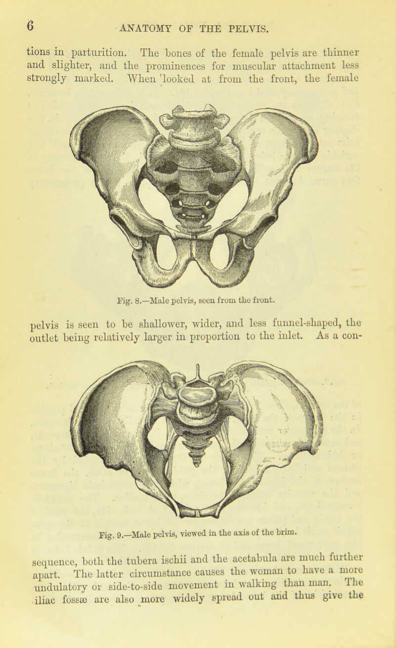 tions in parturition. The bones of the female pelvis are thinner and slighter, and the prominences for muscular attachment less strongly marked. When 'looked at from the front, the female Eg. 8.—Male pelvis, seen from the front. pelvis is seen to be shallower, wider, and less funnel-shaped, the outlet being relatively larger in proportion to the inlet. As a con- Fig. 9.—Male pelvis, viewed in the axis of the brirn. sequence, both the tubera ischii and the acetabula are much further apart. The latter circumstance causes the woman to have a more undulatory or side-to-side movement in walking than man. The iliac fossse are also more widely spread out and thus give the