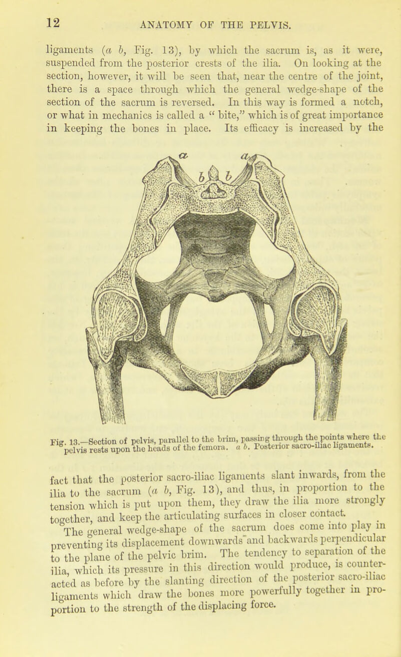 ligaments (a b, Fig. 13), by which suspended from the posterior crests of section, however, it will be seen that, there is a space through which the section of the sacrum is reversed. In or what in mechanics is called a  bite, in keeping the bones in place. Its the sacrum is, as it were, the ilia. On looking at the near the centre of the joint, general wedge-shape of the this way is formed a notch,  which is of great importance efficacy is increased by the Fie 13 -Section of pelvis, parallel to the brim, passiDg through the points where the pelvis rX upon the heads of the femora, a b. Posterior sacro-ihac ligaments. fact that the posterior sacro-iliac ligaments slant inwards, from the ilia to the sacrum (a 6, Fig. 13), and thus, in proportion to the tension which is put upon them, they draw the ilia more strongly together, and keep the articulating surfaces in closer contact. _ °The general wedge-shape of the sacrum does come into play m nreventinff its displacement downwards'and backwards perpendicular to the plane of the pelvic brim. The tendency to separation of the ilia which its pressure in this direction would produce, is counter- acted as before by the slanting direction of the posterior sacroiliac ligaments which draw the bones more powerfully together m pro- portion to the strength of the displacing force.