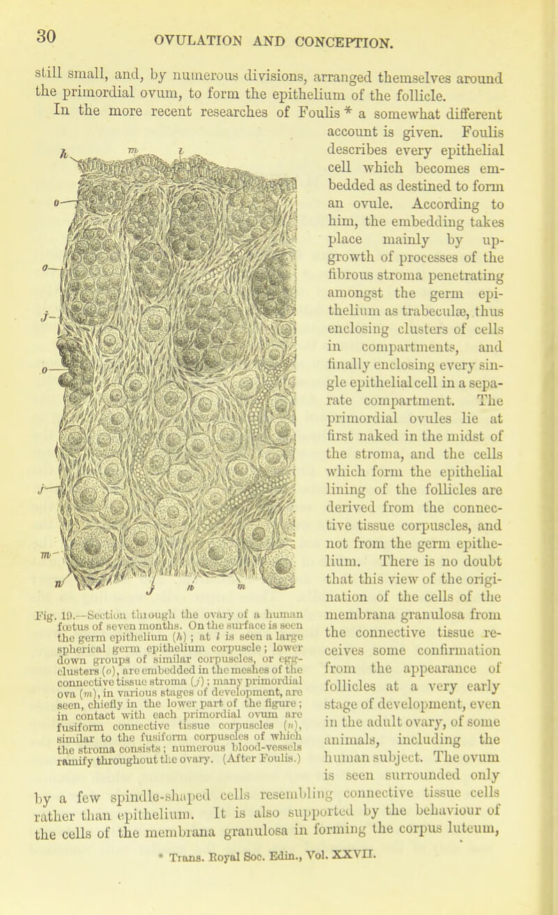 still small, and, by numerous divisions, arranged themselves around the primordial ovum, to form the epithelium of the follicle. In the more recent researches of Foulis * a somewhat different account is given. Foulis describes every epithelial cell which becomes em- bedded as destined to form an ovule. According to him, the embedding takes place mainly by up- growth of processes of the fibrous stroma penetrating amongst the germ epi- thelium as trabecule, thus enclosing clusters of cells in compartments, and finally enclosing every sin- gle epithelial cell in a sepa- rate compartment. The primordial ovules lie at first naked in the midst of the stroma, and the cells which form the epithelial lining of the follicles are derived from the connec- tive tissue corpuscles, and not from the germ epithe- lium. There is no doubt that this view of the origi- nation of the cells of the membrana granulosa from the connective tissue re- ceives some confirmation from the appearance of follicles at a very early stage of development, even in the adult ovar}r, of some animals, including the human subject. The ovum Fig. 19.—Section thiough the ovary of a human f cetus of seven months. On the surface is seen the germ epithelium (A) ; at I is seen a large spherical germ epithelium corpuscle ; lower down groups of similar corpuscles, or egg- clusters (o), are embedded in the meshes of the connective tissue stroma (,/); many primordial ova (»»), in various stages of development, are seen, chiefly in the lower part of the figure ; in contact with each primordial ovum are fusiform connective tissue corpuscles (»)> similar to the fusiform corpuscles of which the stroma consists; numerous blood-vesstls ramify throughout the ovary. (After Foulis.) is seen surrounded only by a few spindle-shaped cells resembling connective tissue cells rather than epithelium. It is also supported by the behaviour of the cells of the membrana granulosa in forming the corpus luteum, * Trans. Royal Soc. Edin., Vol. XXVII.