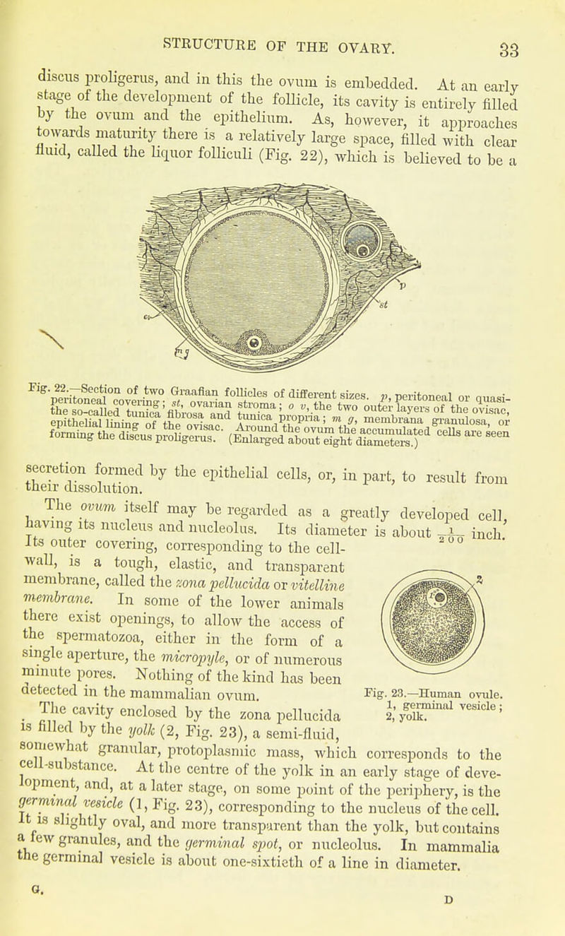 discus proligerus, and in this the ovum is embedded. At an early stage of the development of the follicle, its cavity is entirely filled by the ovum and the epithelium. As, however, it approaches towards maturity there is a relatively large space, filled with clear fluid, called the liquor folliculi (Fig. 22), which is believed to be a secretion formed by the epithelial cells, or, in part, to result from their dissolution. The ovum itself may be regarded as a greatly developed cell having its nucleus and nucleolus. Its diameter is about -L incu' Its outer covering, corresponding to the cell- wall, is a tough, elastic, and transparent membrane, called the zona pellucida or vitelline membrane. In some of the lower animals there exist openings, to allow the access of the spermatozoa, either in the form of a single aperture, the micropyle, or of numerous minute pores. Nothing of the kind has been aetected m the mammalian ovum. The cavity enclosed by the zona pellucida is filled by the yolk (2, Fig. 23), a semi-fluid, somewhat granular, protoplasmic mass, which corresponds to the cell-substance. At the centre of the yolk in an early stage of deve- lopment, and, at a later stage, on some point of the periphery, is the germinal vesicle (1, Fig. 23), corresponding to the nucleus of the cell. It is slightly oval, and more transparent than the yolk, but contains a lew granules, and the germinal spot, or nucleolus. In mammalia the germinal vesicle is about one-sixtieth of a line in diameter. G. Fig. 23.—Human ovule. 1, germinal vesicle; 2, yolk.