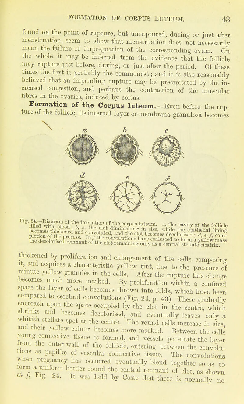 found on the point of rupture, but unruptured, during or just after menstruation, seem to show that menstruation does not necessarily mean the failure of impregnation of the corresponding ovum. On the whole it may be inferred from the evidence that the follicle may rupture just before, during, or just after the period. Of these times the first is probably the commonest; and it is also reasonably believed that an impending rupture may be precipitated by the in- creased congestion, and perhaps the contraction of the muscular fibres in the ovaries, induced by coitus. Formation of the Corpus luteum.—Even before the rup- ture of the follicle, its internal layer or membrana granulosa becomes \ KgflU;I^b?oo°i^ WX °f,the.c?ly.US fc^™- a>the cav% °' the follicle becomS thickened ™i™™ u diminishing m size, while the epithelial lining nlpHnr, J+i? d involuted, and the clot becomes decolorised ■ d e f com- thickened by proliferation and enlargement of the cells composing it, and acquires a characteristic yellow tint, due to the presence of minute yellow granules in the cells. After the rupture this change becomes much more marked. By proliferation within a confined space the layer of cells becomes thrown into folds, which have been compared to cerebral convolutions (Fig. 24, p. 43). These gradually encroach upon the space occupied by the clot in the centre, which shrinks and becomes decolorised, and eventually leaves only a whitish Stella e spot at the centre. The round cells increase in size, and their yellow colour becomes more marked. Between the cells young connective tissue is formed, and vessels penetrate the layer Irom the outer wall of the follicle, entering between the convolu- tions as papillce of vascular connective tissue. The convolutions when pregnancy has occurred eventually blend together so as to Jf? IT hrTdGV r°Und the central remnant of clot, as shown at /, Fig. 24. It was held by Coste that there is normally no