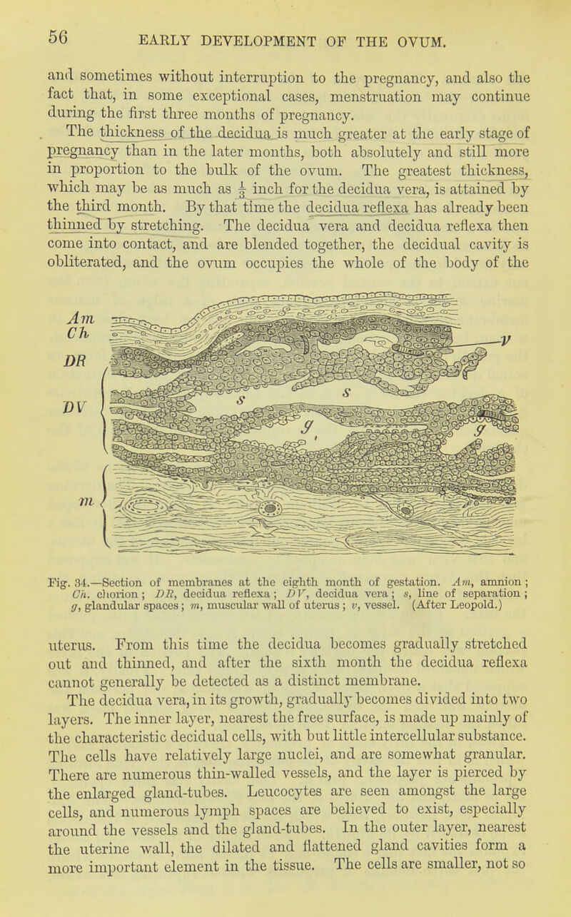 and sometimes without interruption to the pregnancy, and also the fact that, in some exceptional cases, menstruation may continue during the first three months of pregnancy. The thickness of the decidua is much greater at the early stage of pregnancy than in the later months, both absolutely and still more in proportion to the bulk of the ovum. The greatest thickness, which may be as much as ^ inch for the decidua vera, is attained by the third month. By that time the decidua rellexa has already been thinned by stretching. The decidua vera and decidua reflexa then come into contact, and are blended together, the decidual cavity is obliterated, and the ovum occupies the whole of the body of the Tig. 34.—Section of membranes at the eighth month of gestation. Am, amnion ; Oh. chorion ; I)Ji, decidua reflexa; DV, decidua vera; a, line of separation; </, glandular spaces; m, muscular wall of uterus ; v, vessel. (After Leopold.) uterus. From this time the decidua becomes gradually stretched out and thinned, and after the sixth month the decidua reflexa cannot generally be detected as a distinct membrane. The decidua vera, in its growth, gradually becomes divided into two layers. The inner layer, nearest the free surface, is made up mainly of the characteristic decidual cells, with but little intercellular substance. The cells have relatively large nuclei, and are somewhat granular. There are numerous thin-walled vessels, and the layer is pierced by the enlarged gland-tubes. Leucocytes are seen amongst the large cells, and numerous lymph spaces are believed to exist, especially around the vessels and the gland-tubes. In the outer layer, nearest the uterine wall, the dilated and flattened gland cavities form a more important element in the tissue. The cells are smaller, not so