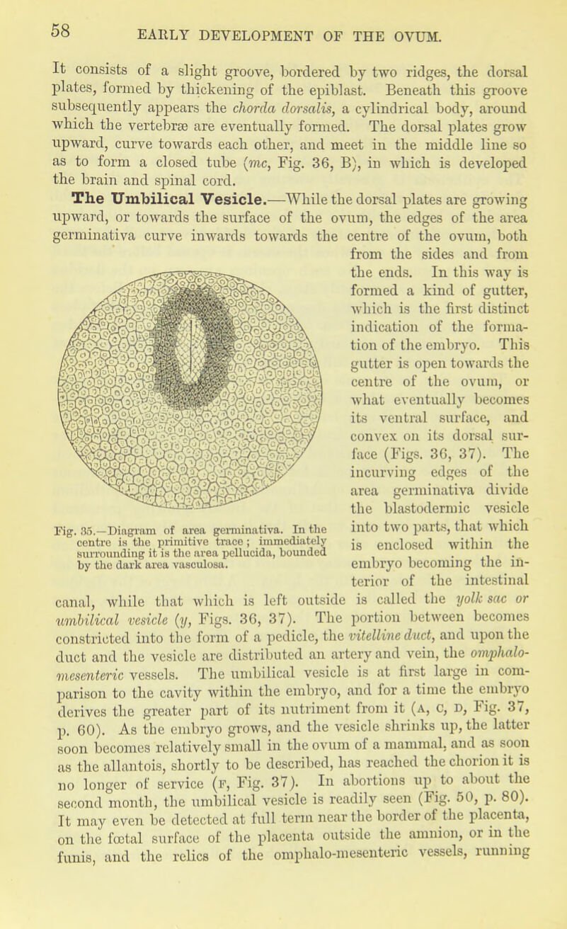 It consists of a slight groove, bordered by two ridges, the dorsal plates, formed by thickening of the epiblast. Beneath this groove subsequently appears the chorda dorsalis, a cylindrical body, around which the vertebrae are eventually formed. The dorsal plates grow upward, curve towards each other, and meet in the middle line so as to form a closed tube (mc, Fig. 36, B), in which is developed the brain and spinal cord. The Umbilical Vesicle.—While the dorsal plates are growing upward, or towards the surface of the ovum, the edges of the area germinativa curve inwards towards the centre of the ovum, both from the sides and from the ends. In this way is formed a kind of gutter, which is the first distinct indication of the forma- tion of the embryo. This gutter is open towards the centre of the ovum, or what eventually becomes its ventral surface, and convex on its dorsal sur- face (Figs. 36, 37). The incurving edges of the area germinativa divide the blastodermic vesicle into two parts, that which is enclosed within the embryo becoming the in- terior of the intestinal is called the yolk sac or portion between becomes Kg. 35.—Diagram of area geiniinativa. In the centre is the primitive trace ; immediately surrounding it is the area pellucida, hounded by the dark area vasculosa. canal, while that which is left outside umbilical vesicle (y, Figs. 36, 37). The constricted into the form of a pedicle, the vitelline duct, and upon the duct and the vesicle are distributed an artery and vein, the omphalo- mesenteric vessels. The umbilical vesicle is at first large in com- parison to the cavity within the embryo, and for a time the embryo derives the greater part of its nutriment from it (a, c, r>, Fig. 37, p. 60). As the embryo grows, and the vesicle shrinks up, the latter soon becomes relatively small in the ovum of a mammal, and as soon as the allantois, shortly to be described, has reached the chorion it is no longer of service (f, Fig. 37). In abortions up to about the second month, the umbilical vesicle is readily seen (Fig. 50, p. 80). It may even be detected at full term near the border of the placenta, on the foetal surface of the placenta outside the amnion, or in the funis, and the relics of the omphalomesenteric vessels, running