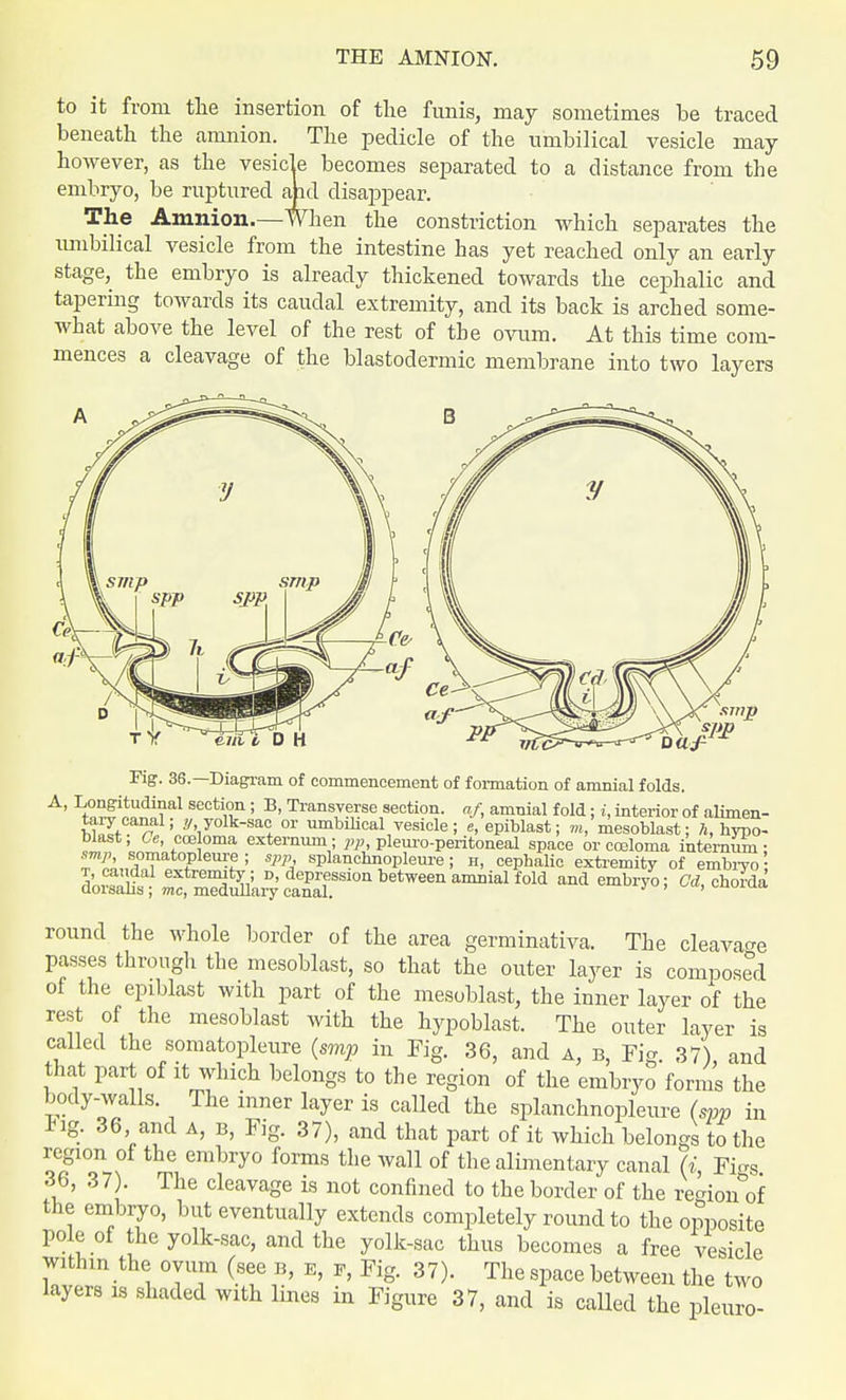 to it from the insertion of the funis, may sometimes be traced beneath the amnion. The pedicle of the umbilical vesicle may however, as the vesicle becomes separated to a distance from the embryo, be ruptured and disappear. The Amnion.— When the constriction which separates the umbilical vesicle from the intestine has yet reached only an early stage, the embryo is already thickened towards the cephalic and tapering towards its caudal extremity, and its back is arched some- what above the level of the rest of the ovum. At this time com- mences a cleavage of the blastodermic membrane into two layers 'in i D H Da J1 S2P Fig. 36.—Diagram of commencement of formation of amnial folds. A' LH?I ™™?al S6Ct iln 5 B' Transnverse section, a/, amnial fold; i, interior of alimen- tecan„ali f./oik-sac or umbilical vesicle; e, epiblast; m, mesoblast; h, hypo- .1 ,iC0eOma extermun; PP, Pleuro-peritoneal space or coeloma internum; t ^„TTa Tl6U-L; SI>% sP^ehnopleure ; h, ceplmlic extremity of embryo d^S^^h^'»UftId and chorda round the whole border of the area germinativa. The cleavage passes through the mesoblast, so that the outer layer is composed of the epiblast with part of the mesoblast, the inner layer of the rest of the mesoblast with the hypoblast. The outer layer is called the somatopleure (srnp in Fig. 36, and a, b, Fig 37) and that part of it which belongs to the region of the embryo forms the body-walls. The inner layer is called the splanchnopleure (spp in Fig. 36 and a, b, Fig. 37), and that part of it which belongs to the region of the embryo forms the wall of the alimentary canal U, Figs 36, 37). The cleavage is not confined to the border of the region^ the embryo, but eventually extends completely round to the opposite pole of the yolk-sac, and the yolk-sac thus becomes a free vesicle within the ovum (see b, e, f, Fig. 37). The space between the two layers is shaded with lines in Figure 37, and is called the pleuro-