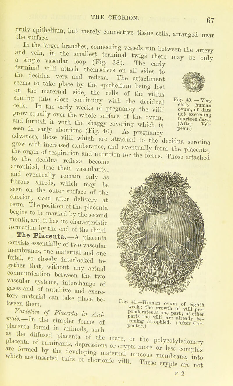 THE CHORION. Fig. 40. — Very early human ovum, of date not exceeding fourteen days. (After Vel- peau.) Su^S:^but merely connective tissue cells' arran*ed In the larger branches connecting vessels run between the artery and vein, m he smallest terminal twigs there may be oZ a single vascular loop (Fig. 38). The early 7 7 terminal villi attach themselves on all sides to the decidua vera and refiexa. The attachment seems to take place by the epithelium being lost on the maternal side, the cells of the villus coming mto close continuity with the decidual ceils. In the early weeks of pregnancy the villi grow equally over the whole surface of the ovum and furnish it with the shaggy covering which is seen m early abortions (Fig. 40). As pregnancy advances those villi which are attached to the decidua serotin, grow with increased exuberance, and eventually form thpWa atrophied, lose their vascularity, and eventually remain only as fibrous shreds, which may be seen on the outer surface of the chorion, even after delivery at term. The position of the placenta begins to be marked by the second month, and it has its characteristic formation by the end of the third. The Placenta.—A placenta consists essentially of two vascular membranes, one maternal and one foetal, so closely interlocked to- gether that, without any actual communication between the two vascular systems, interchange of gases and of nutritive and excre- tory material can take place be- tween them. Varieties of Placenta in Ani- mals.— In the simpler forms of placenta found in animals, such Vl^^^t^ or the polycotyledonary are formed bv the X T1?8810118 or crWts more or less complex inese crypts are not f 2 •*}•—Human ovum of eighth week: the growth of villi pie- parts the vilh are already be- pXterytr0pWe<L (After Car-