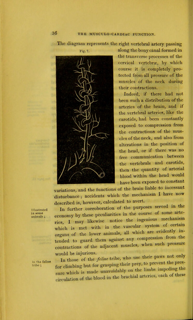 The diagram represents the right vertebral artery passing rig. 7. Illustrated in some aniuials ; ill llio feline tribe ; along the bony canal formed in the transverse processes of the cervical vertebrBe, by which course it is completely pro- tected from all pressure of the muscles of the neck during their contractions. Indeed, if there had not been such a distribution of the arteries of the brain, and if the vertebral arteries, like the carotids, had been constantly exposed to compression from the contractions of the mus- cles of the neck, and also from alterations in the position of the head, or if there was no free communication between the vertebrals and carotids, then the quantity of arterial blood within the head would have been exposed to constant variations, and the functions of the brain liable to incessant disturbance; accidents which the mechanism I have now described is, however, calculated to avert. In further corroboration of the purposes served m the economy by these peculiarities in the course of some arte- ries I may likewise notice the ingenious mechanism which is met with in the vascular system of certam organs of the lower animals, all ^vhich are evidently in- tended to guard them against any compression from the contractions of the adjacent muscles, when such pressure would be injurious. _ In those of the fdme tribe, who use their paws Bot only for climbing but for grasping their prey, to prevent the pres- nra whieh is made unavoidably on the limbs .mpedrng the rmation of the Wood in the brachial arteries, each of these