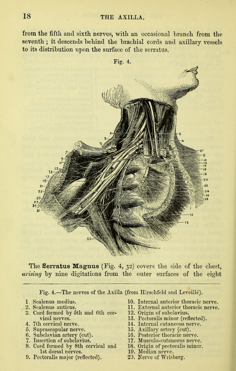 from the fifth and sixth nerves, with an occasional branch from the seventh ; it descends behind the brachial cords and axillary vessels to its distribution npon the surface of the serratus. Fig. 4. The Serratus Magnus (Fig. 4, 32) covers the side of the chest, arising by nine digitations from the outer surfaces of the eight Fig. 4.—The nerves of the Axilla (from Hirsclifeld and Lereille). 1. Scalenus medius. 2. Scalenus anticus. 3. Cord formed by 5th and 6th cer- vical nerves. 4. 7th cervical nerve. 5. Suprascapular nerve. 6. Subclavian artery (cut). 7. Insertion of subclavius. 8. Cord formed by 8th cervical and 1st dorsal nerves. 9. Pectoralis major (reflected). 10. Internal anterior thoracic nerve. 11. External anterior thoracic nerve. 12. Origin of subclavius. 13. Pectoralis minor (reflected). 14. Internal cutaneous nerve. 15. Axillary artery (cut). 16. Posterior thoracic nerve. 17. Musculo-cutaneous nerve. 18. Origin of pectoralis minor. 19. Median nerve. 2d. Nerve of Wrisberg.