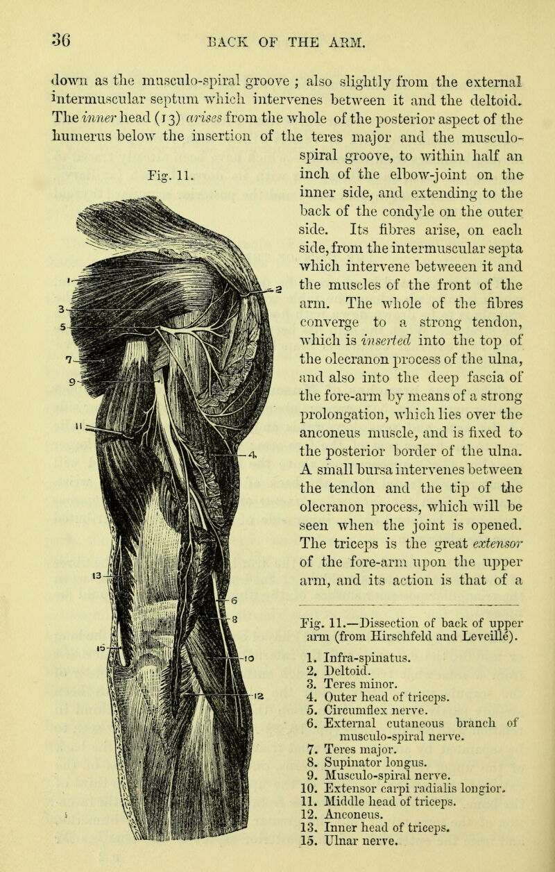 Fig. 11. down as tlie musciilo-spiral groove ; also slightly from the external intermuscnlar septum which intervenes between it and the deltoid. The inner head (13) arises from tlie whole of the posterior aspect of the humerus below the insertion of the teres major and the musculo- spiral groove, to within half an inch of the elbow-joint on the inner side, and extending to the back of the condyle on the outer side. Its fibres arise, on each side, from the intermuscular septa which intervene betweeen it and the muscles of the front of the arm. The whole of the fibres converge to a strong tendon, which is inserted into the top of the olecranon process of the ulna, and also into the deep fascia of the fore-arm by means of a strong prolongation, which lies over the anconeus muscle, and is fixed to the posterior border of the ulna, A small bursa intervenes between the tendon and the tip of the olecranon process, which will be seen when the joint is opened. The triceps is the great extensor of the fore-arm upon the upper arm, and its action is that of a Fig. 11.—Dissection of back of upper ami (from Hirschfeld and Leveille). Infra-spmatiis. Deltoid. Teres minor. Outer head of tricej^s. Circumflex nerve. External cutaneous branch of musculo-spiral nerve. Teres major. Supinator lougus. Musculo-spiral nerve. Extensor carpi radialis loiigior. Middle head of triceps. Anconeus. Inner head of triceps. Ulnar nerve.